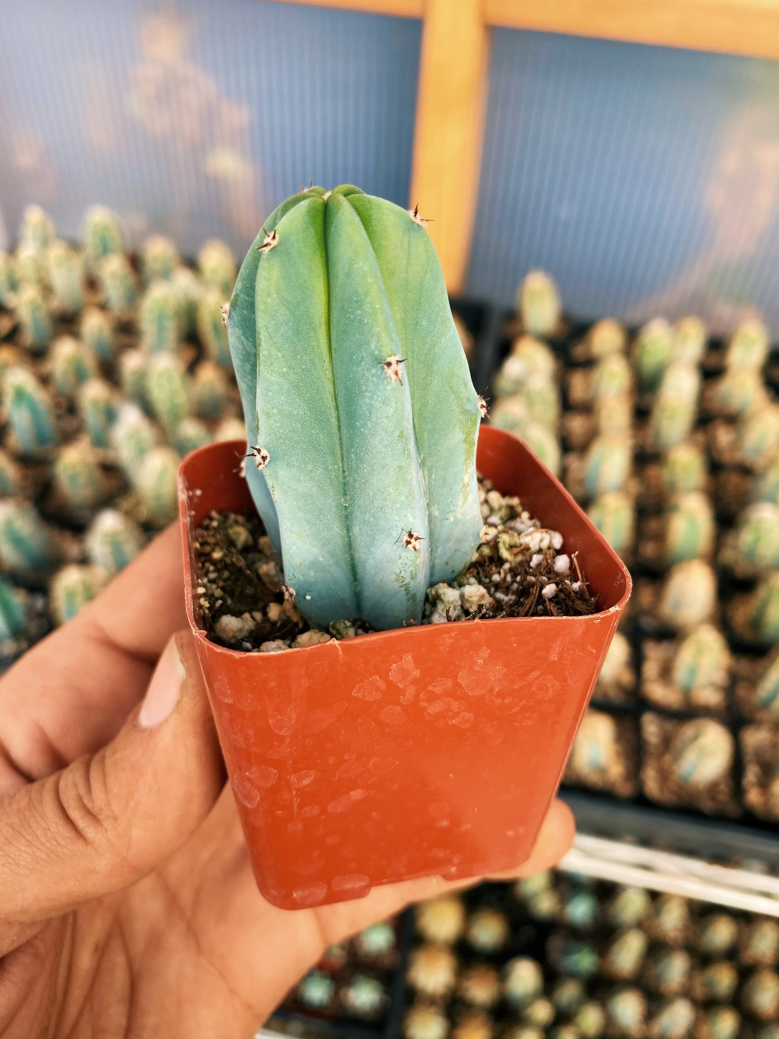 Blue Myrtle Cactus.jpg