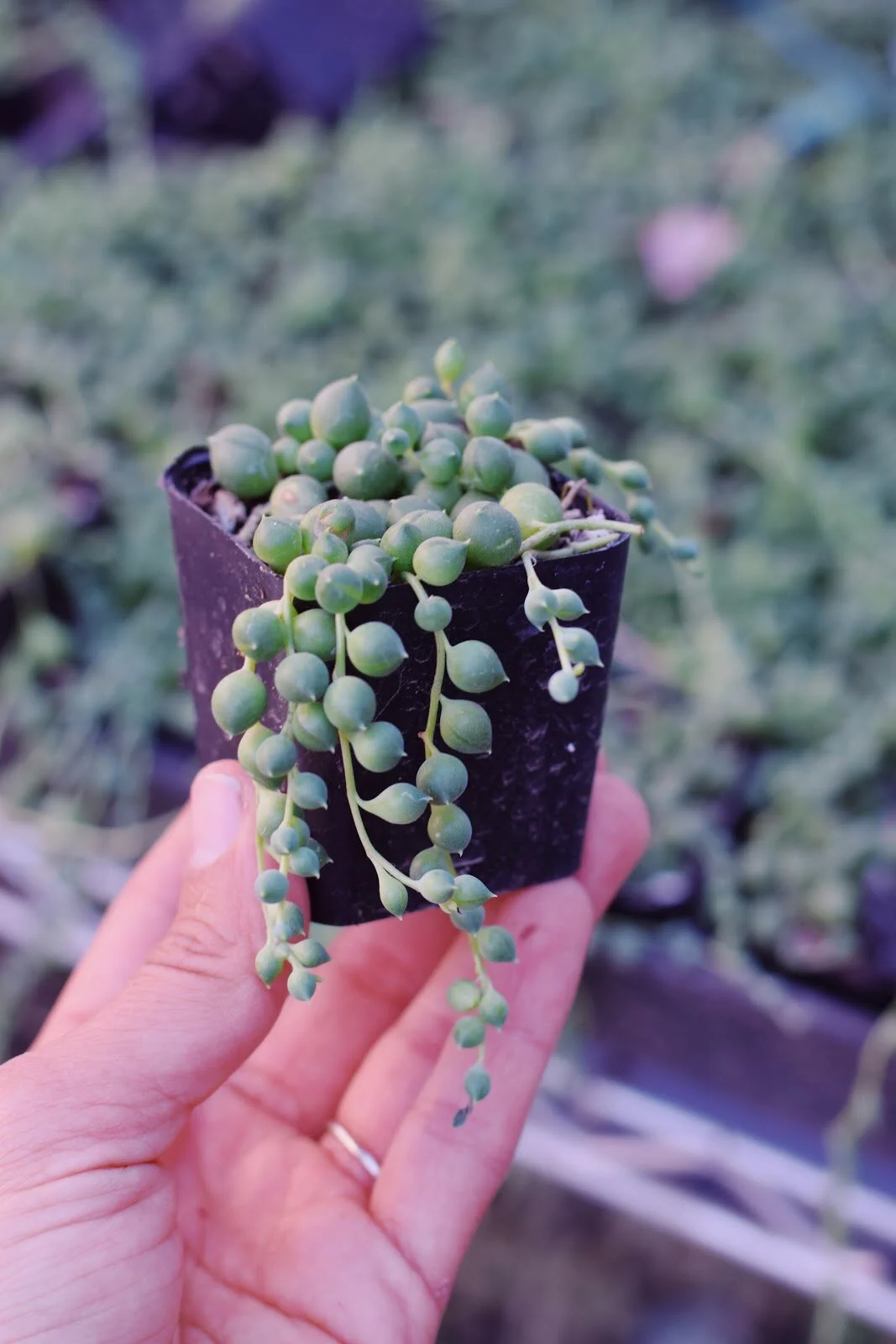 String Of Pearls.jpg