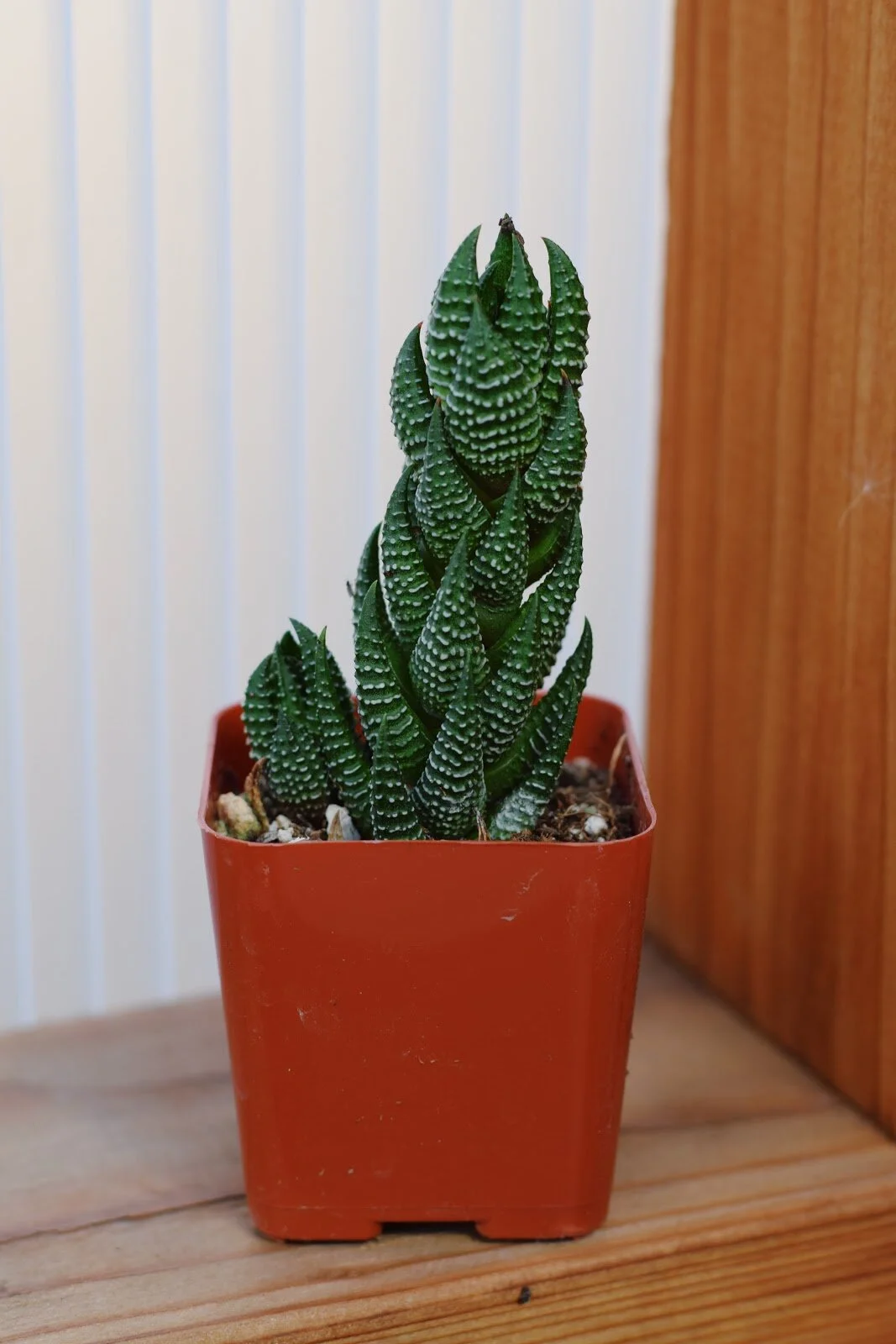 Haworthia Claw Elongata.jpg