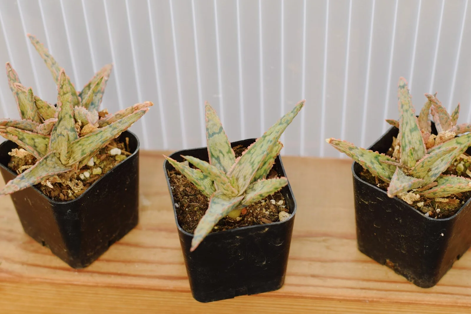 Starfish Aloe.jpg
