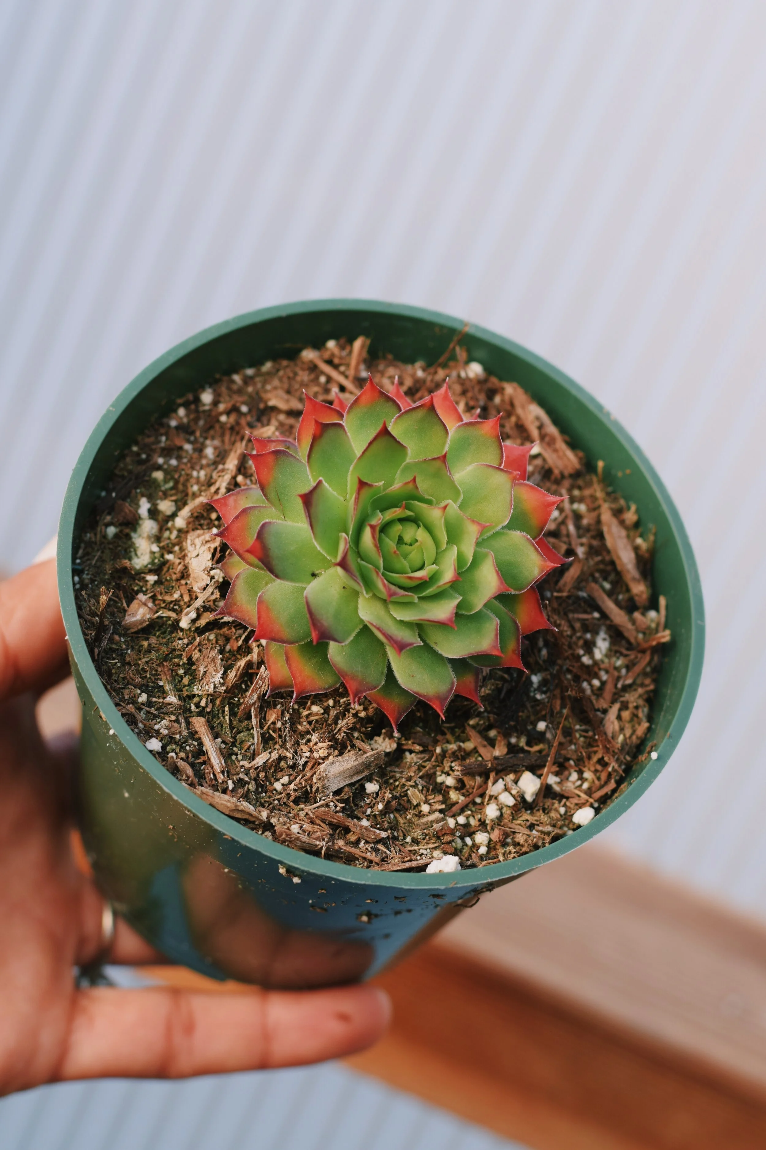Fire Tip Sempervivum