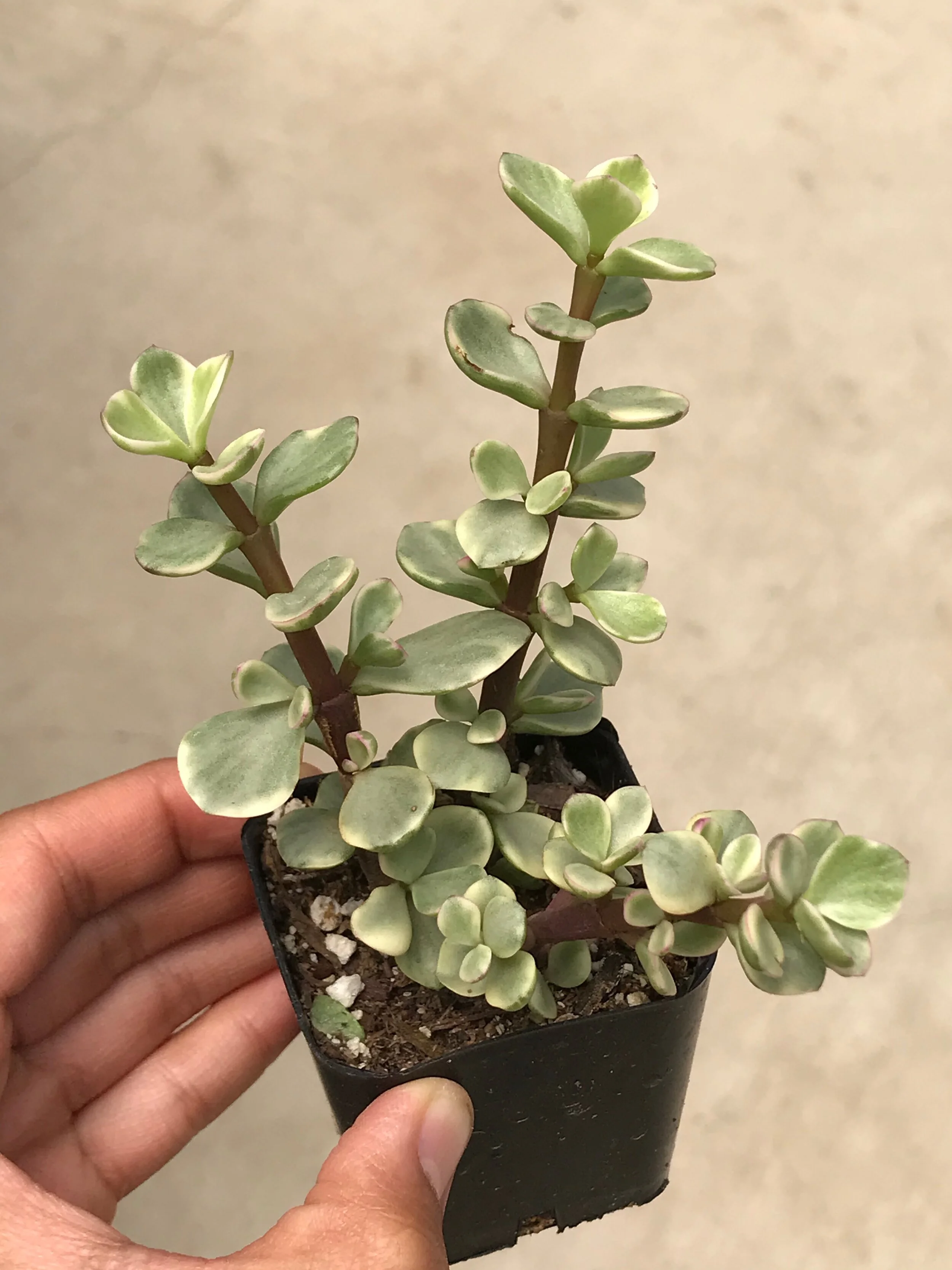 Portulocaria Afra f. Variegated 2"