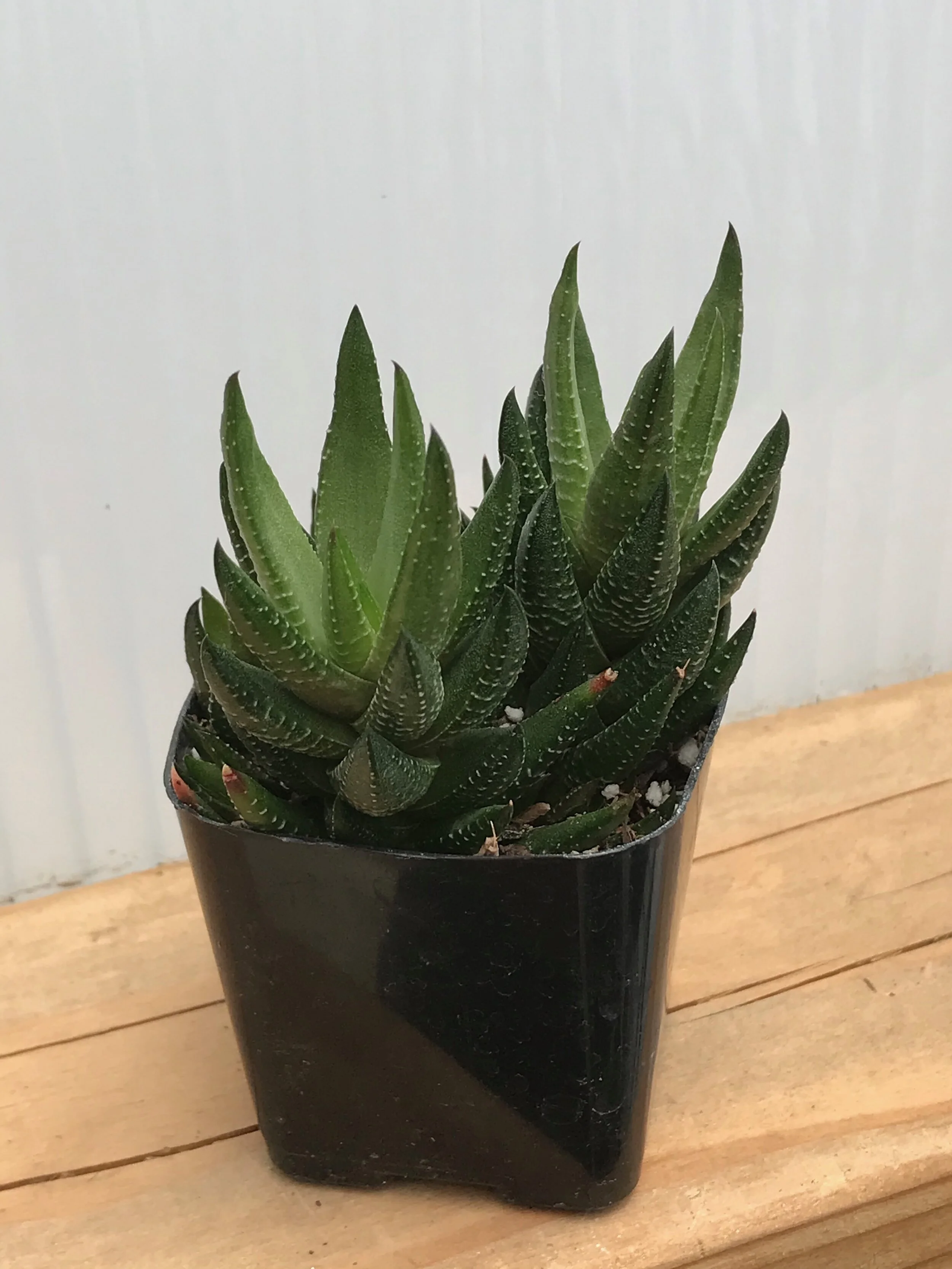 Hawarothia Coarctata 2"