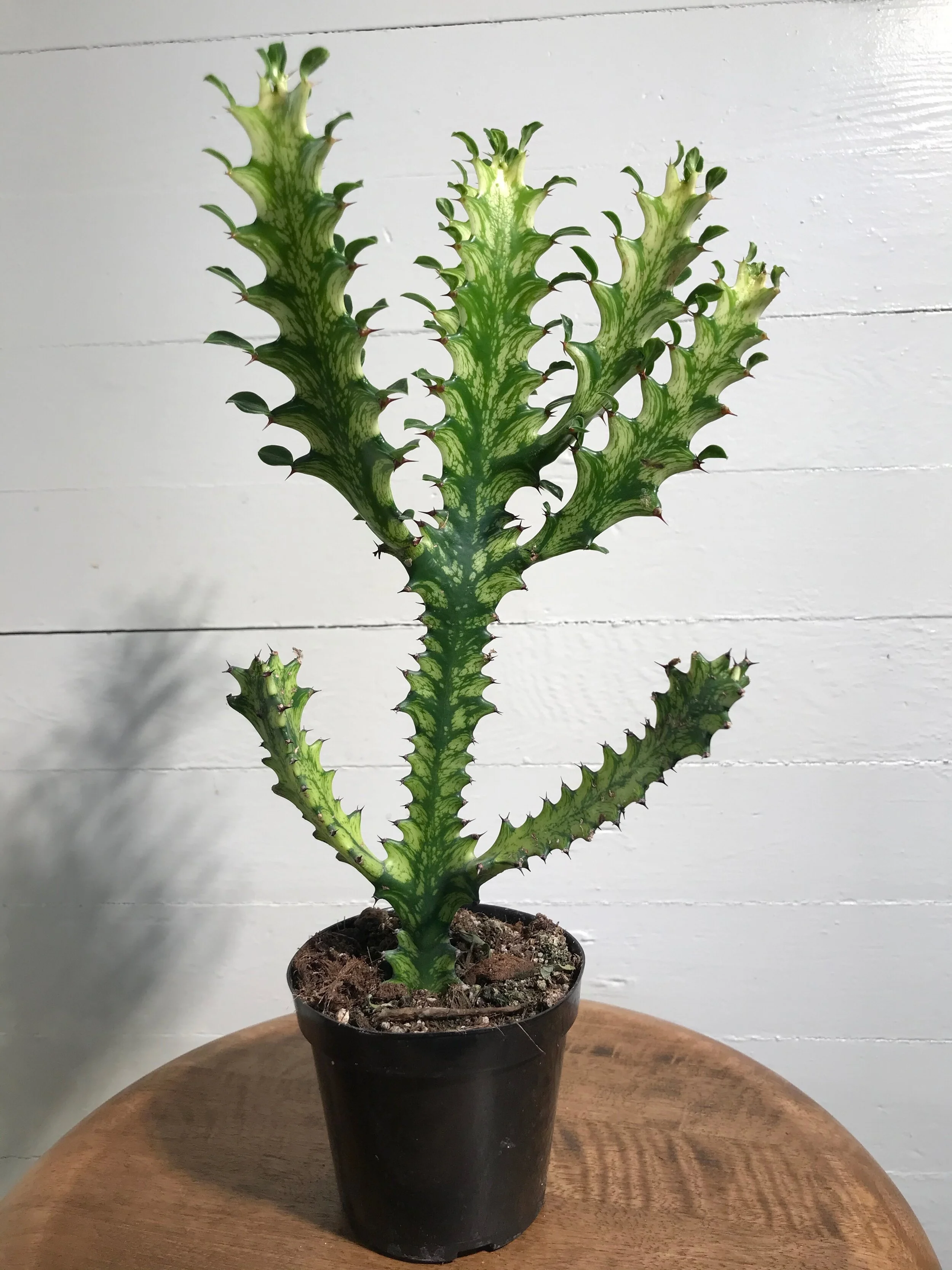 Euphorbia Lactea 4"
