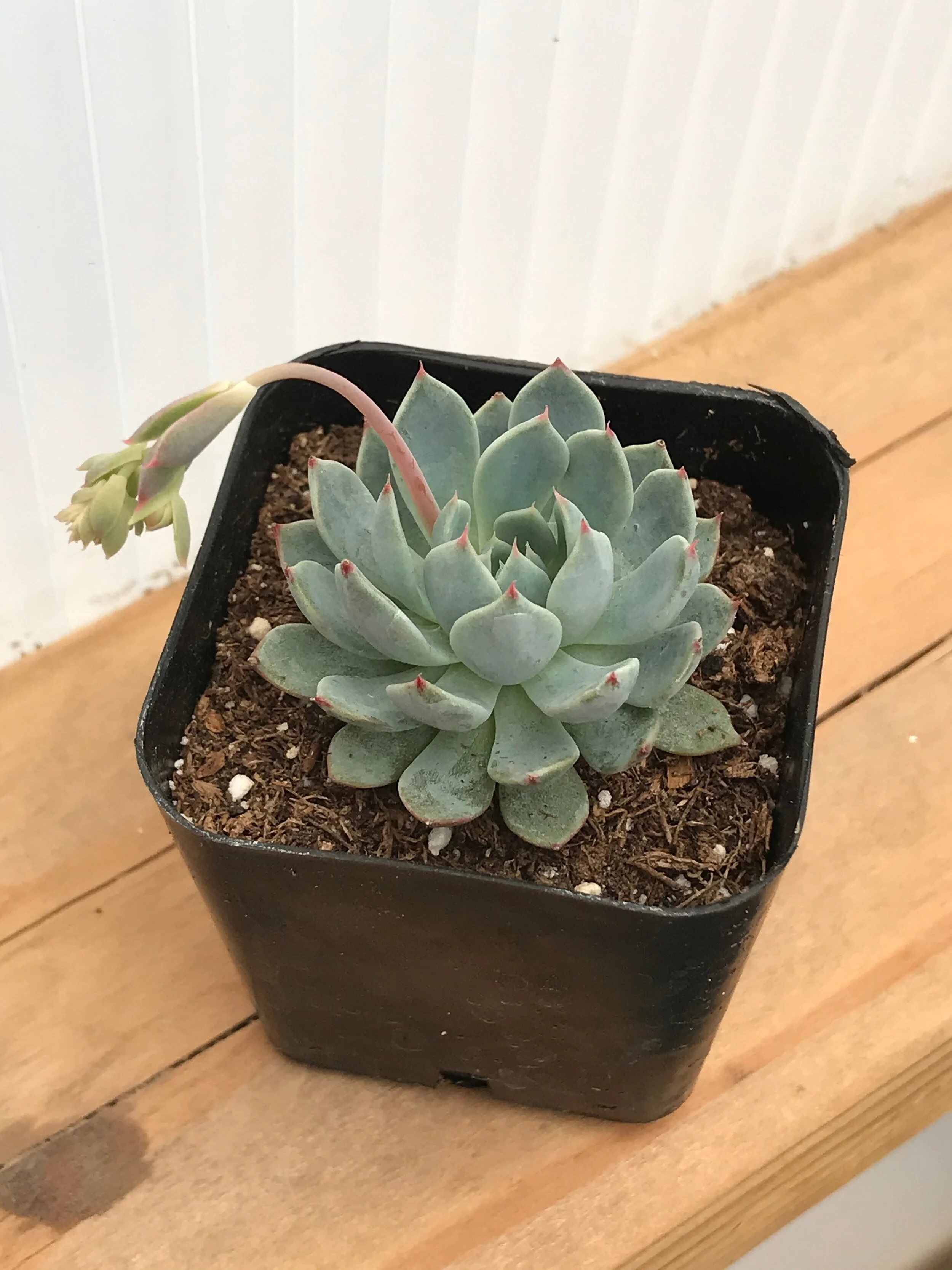 Echeveria Tippy 2"