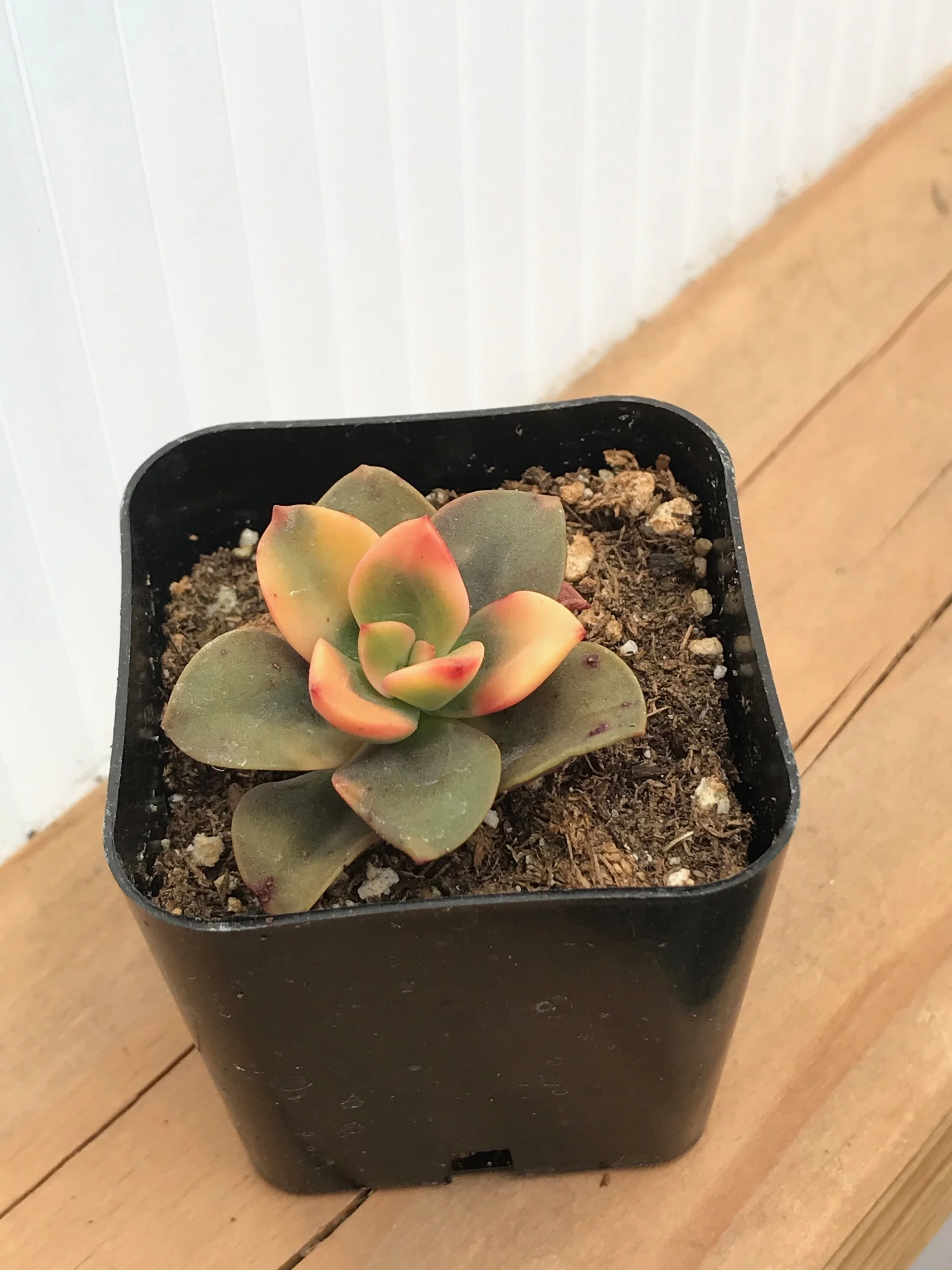 Echeveria Chroma 2"