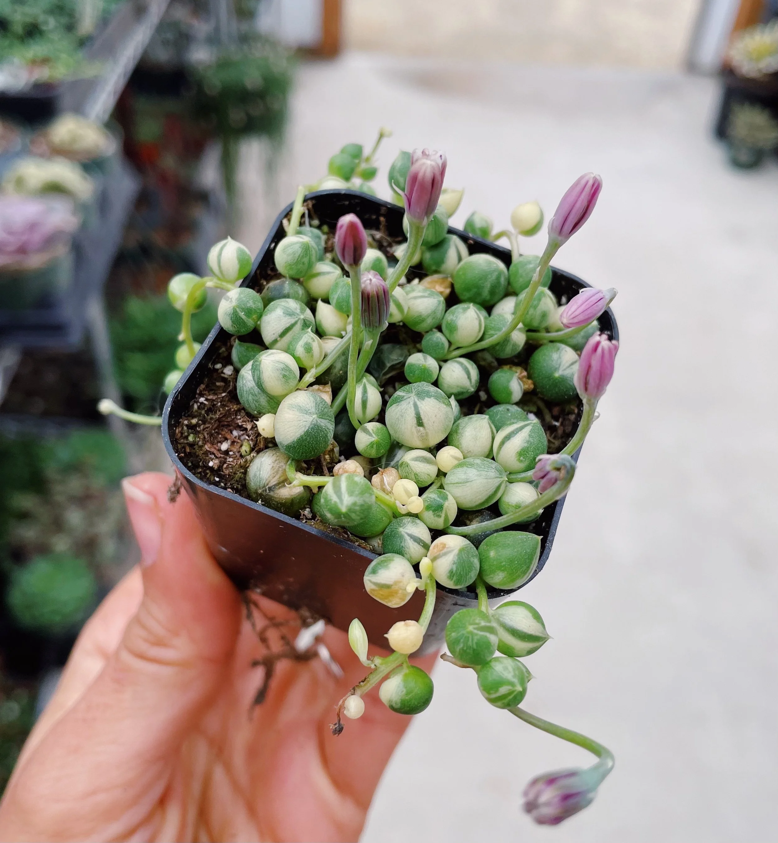 VariegatedStringofPearls.jpg