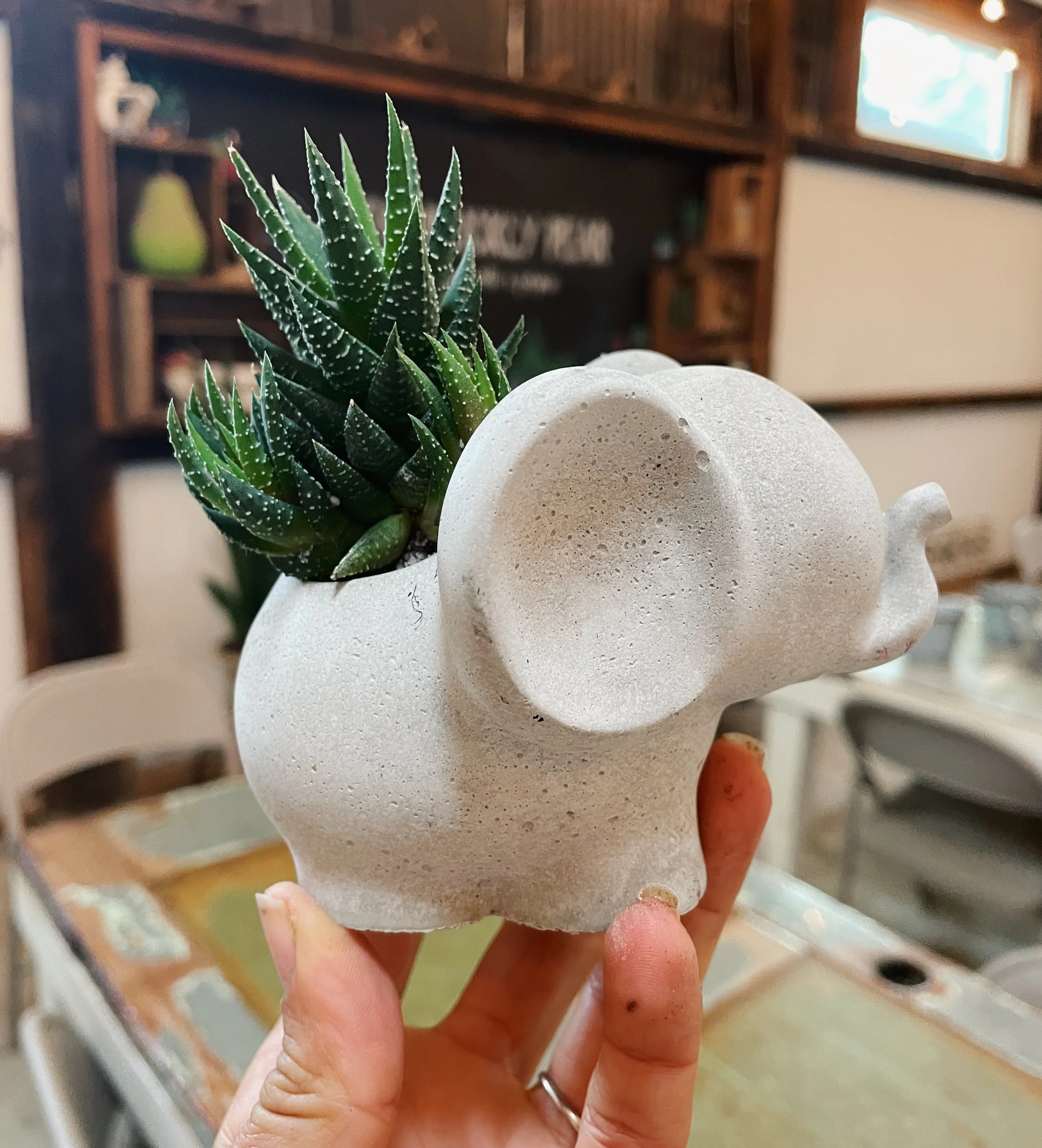Elephant Concrete Pot(1).jpg