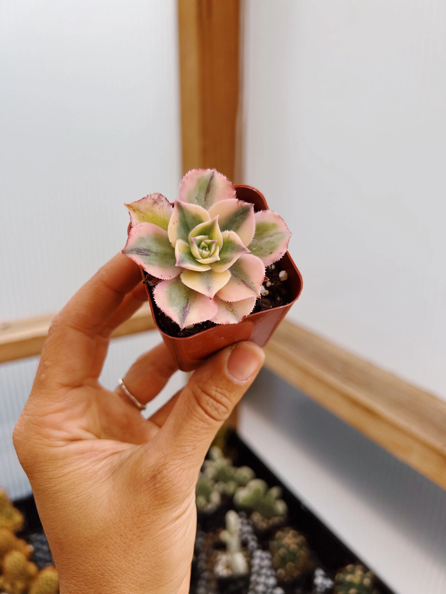 4FADDCA4-CA48-4830-AD5A-6F2FF4176B3A