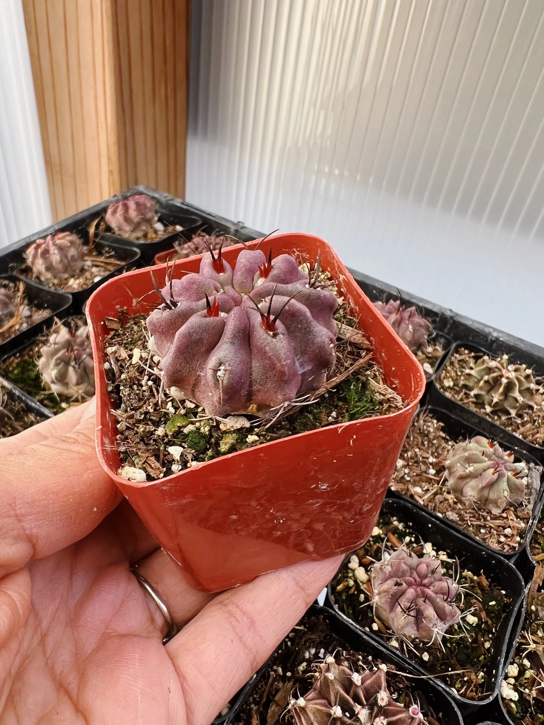 481C2DE4-2A62-43CD-8B51-B65CA745AFA3