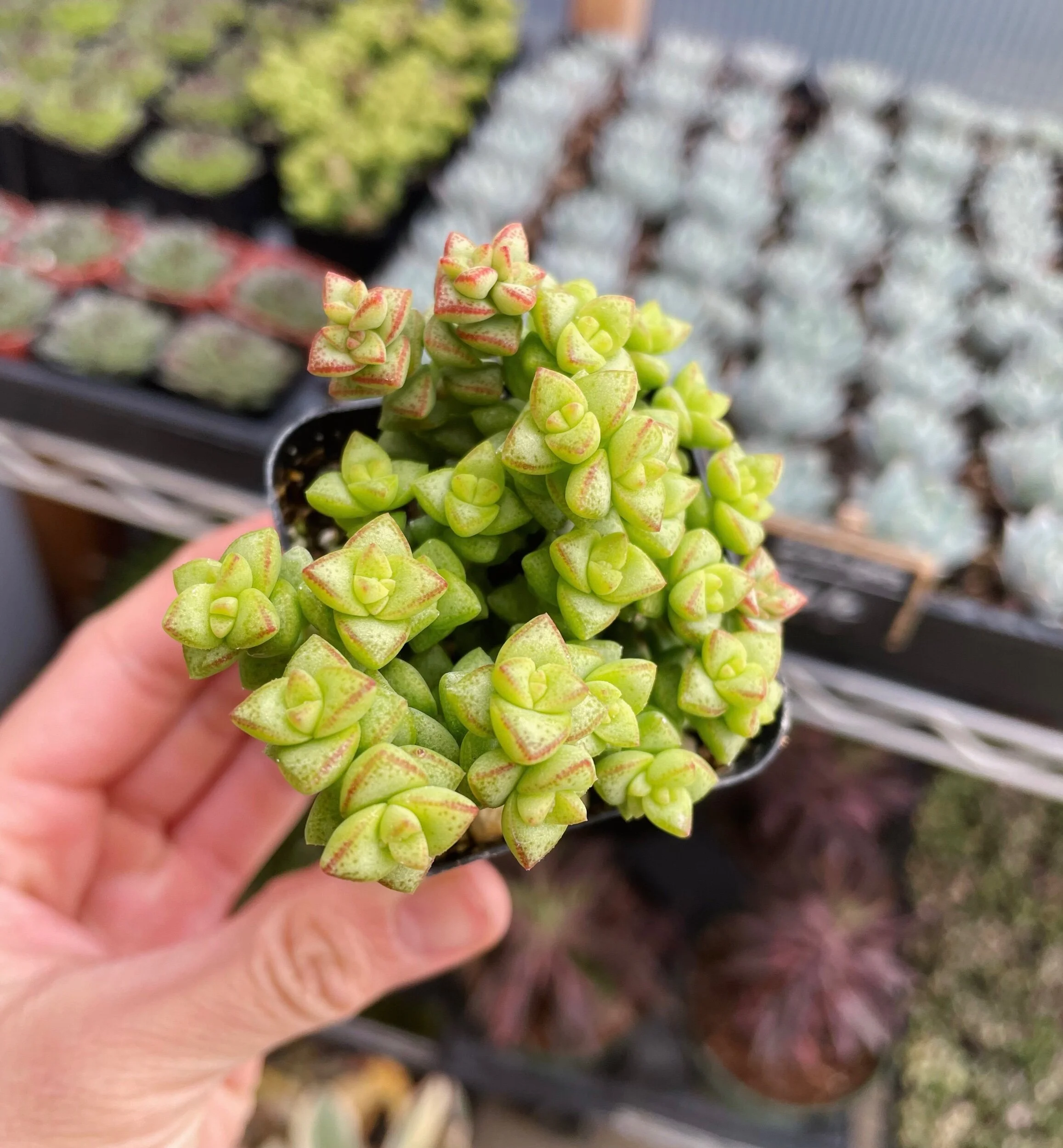 98F86340-8D96-4DEB-91B8-08D7E9F1F5F6