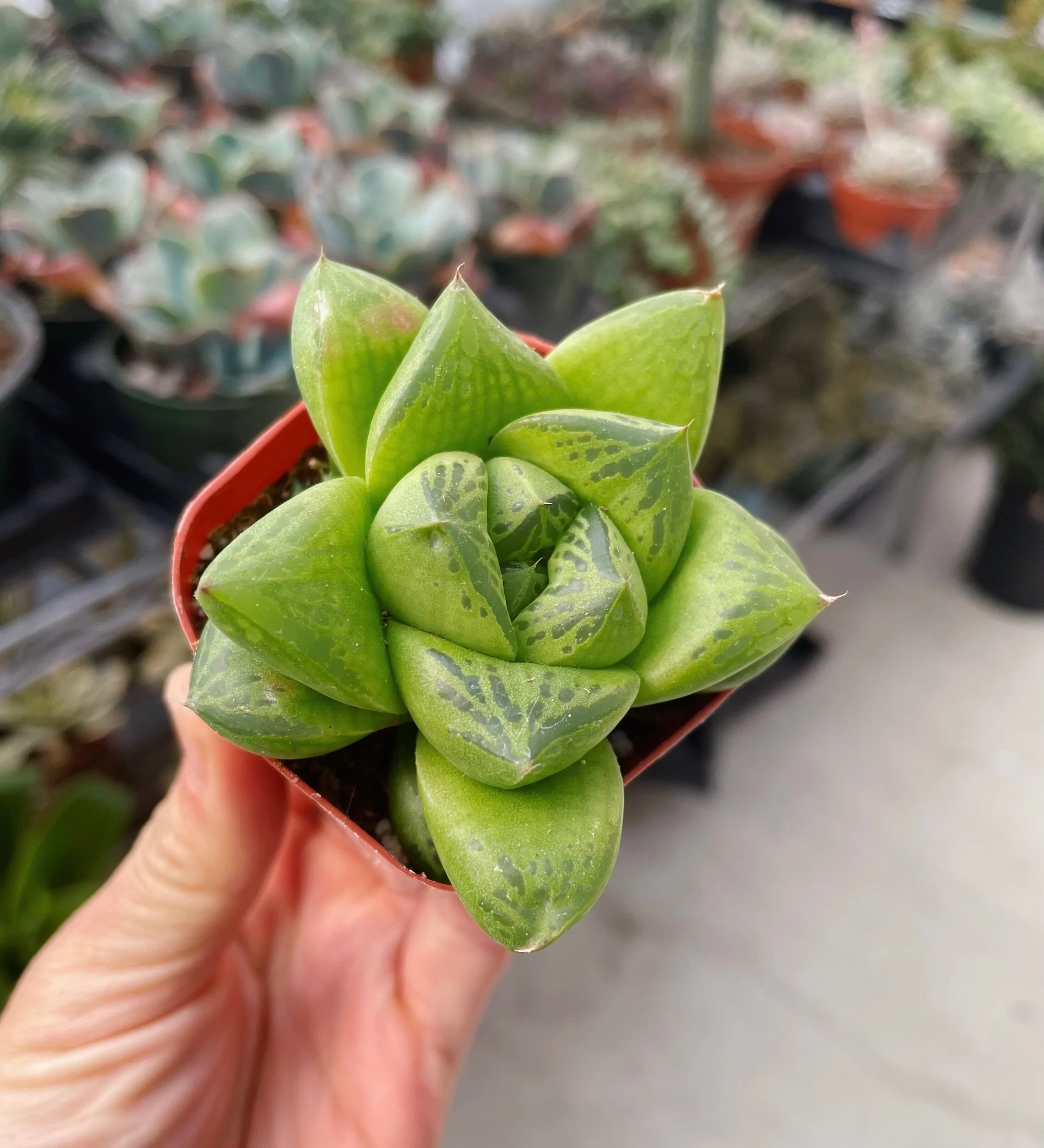 6EB839DA-169A-404A-8E3F-8BA4FCE72BB7