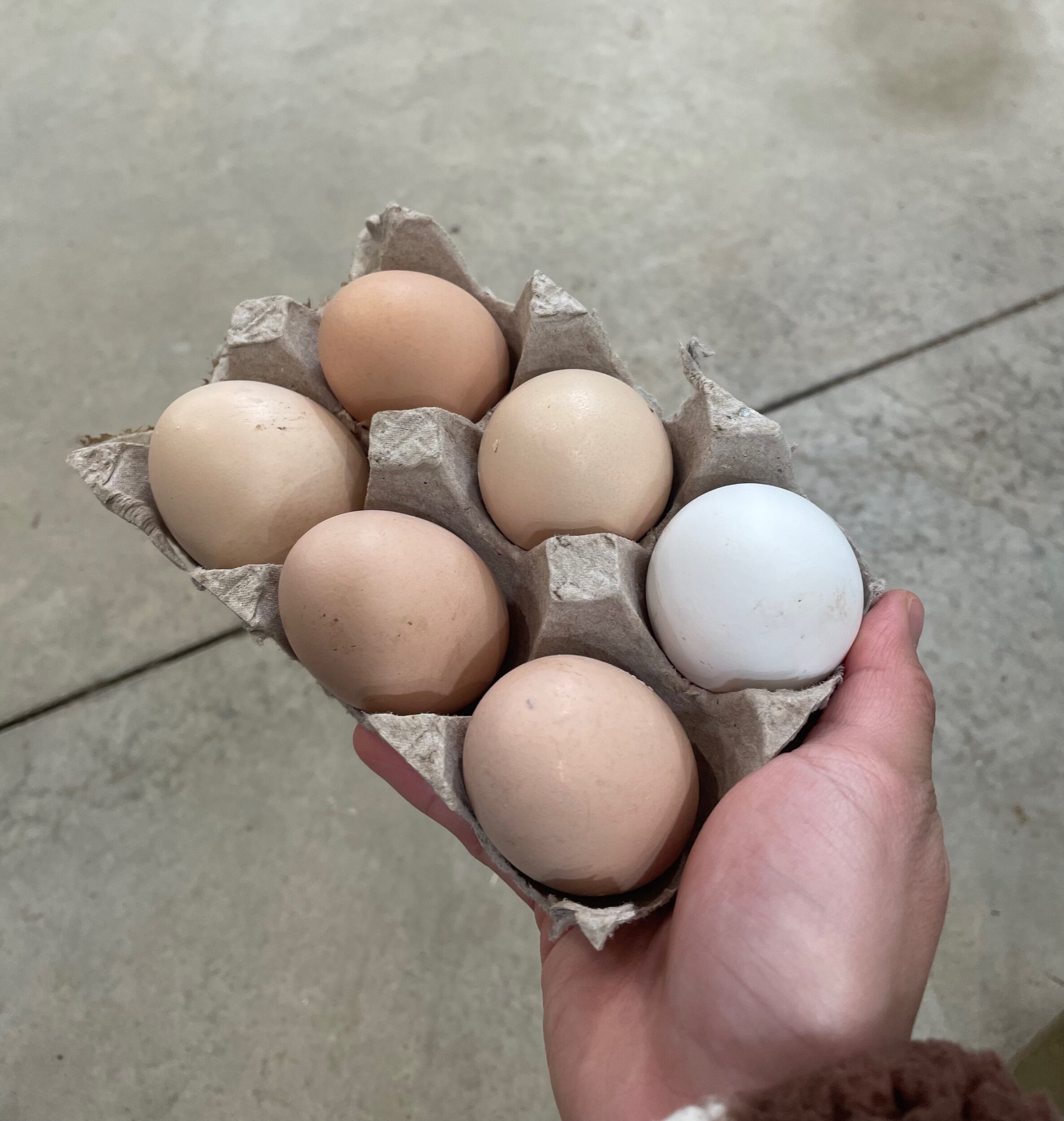 Chicken eggs (6ct)