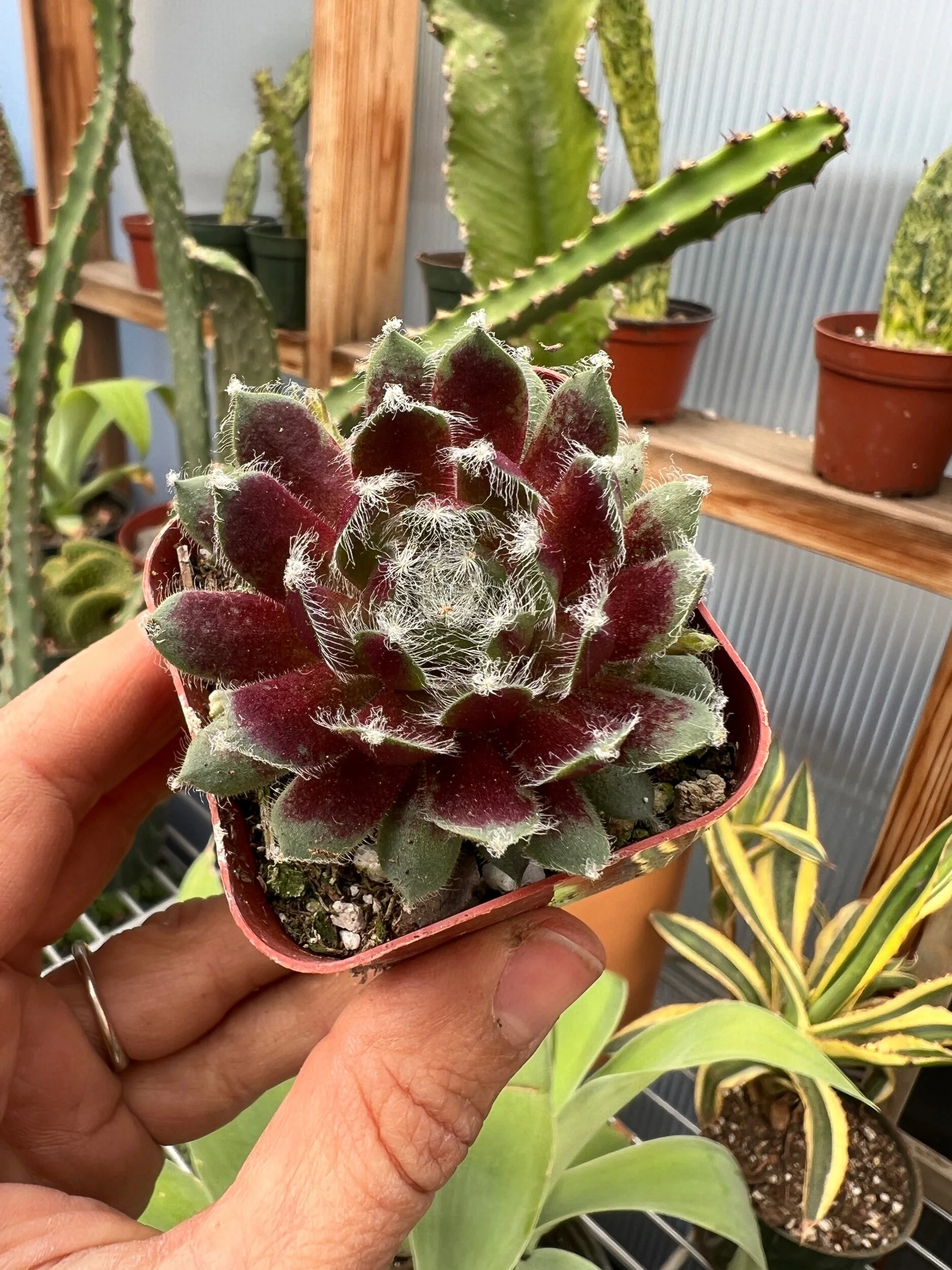 90ADC351-927F-4B3B-AE47-F2E57A884B86