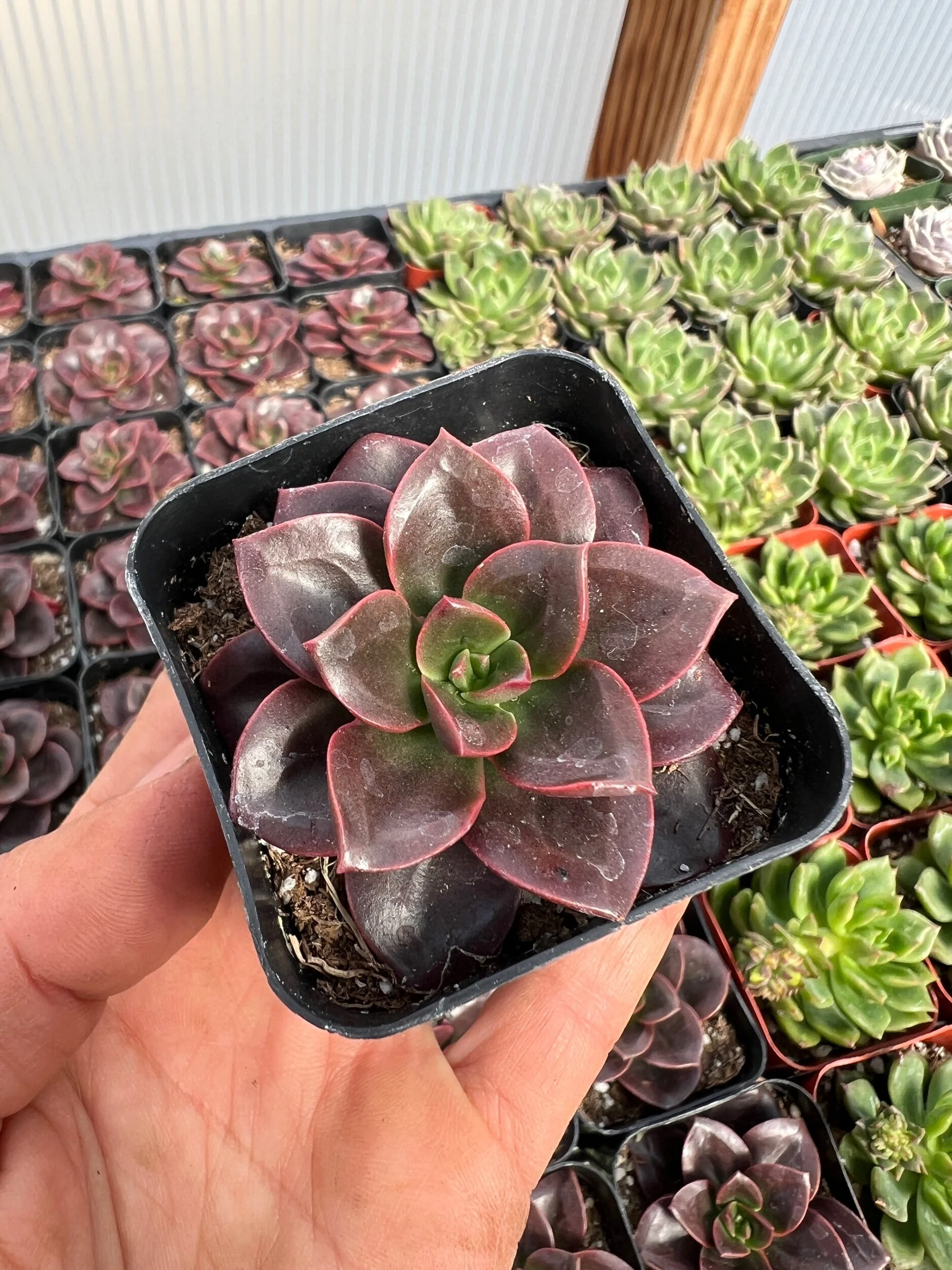 03D1C3E8-893B-4017-8D02-D4A39352544C