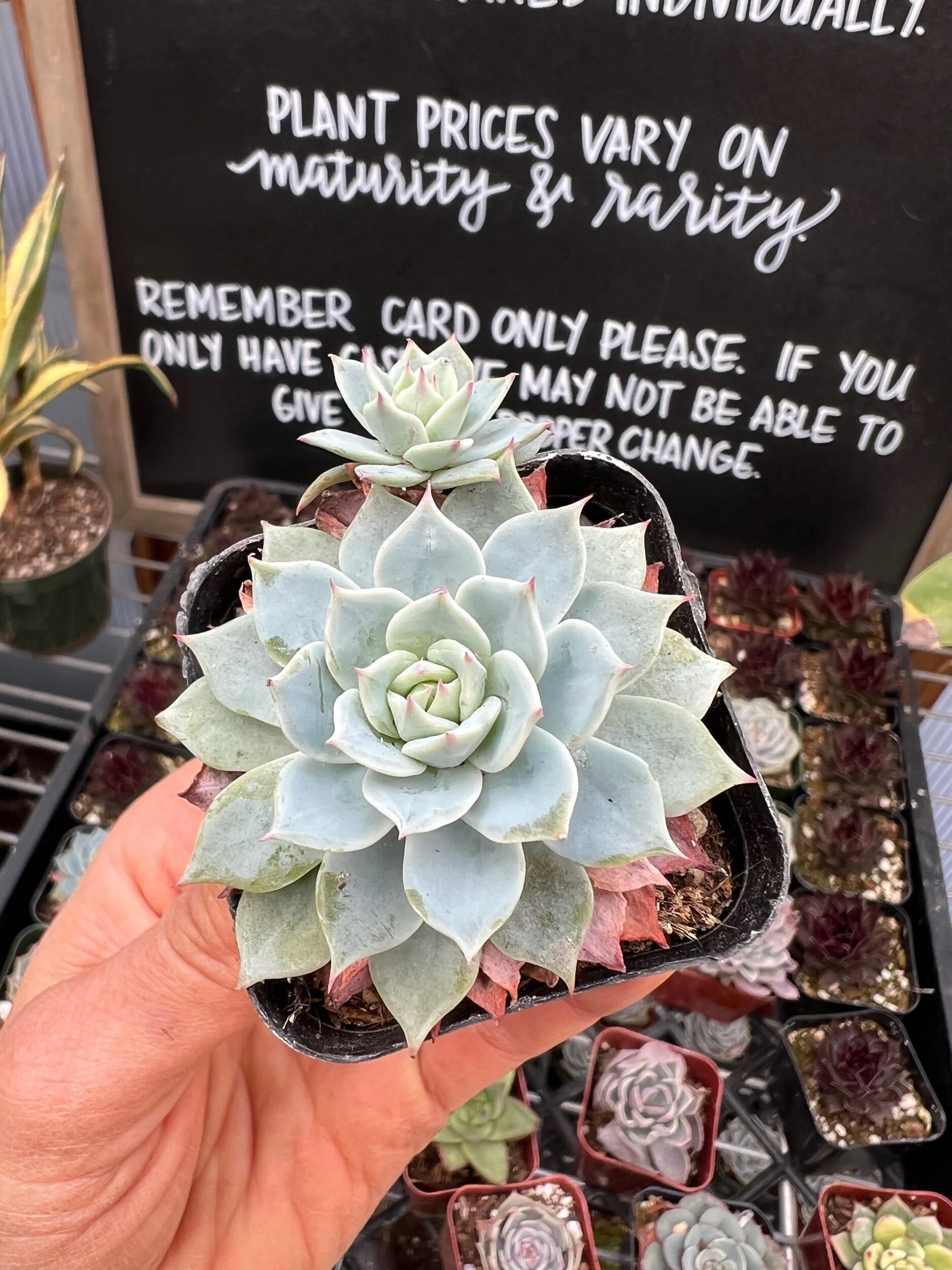 7A8880EF-3244-44F2-A2D8-8CC3ECC1DF31