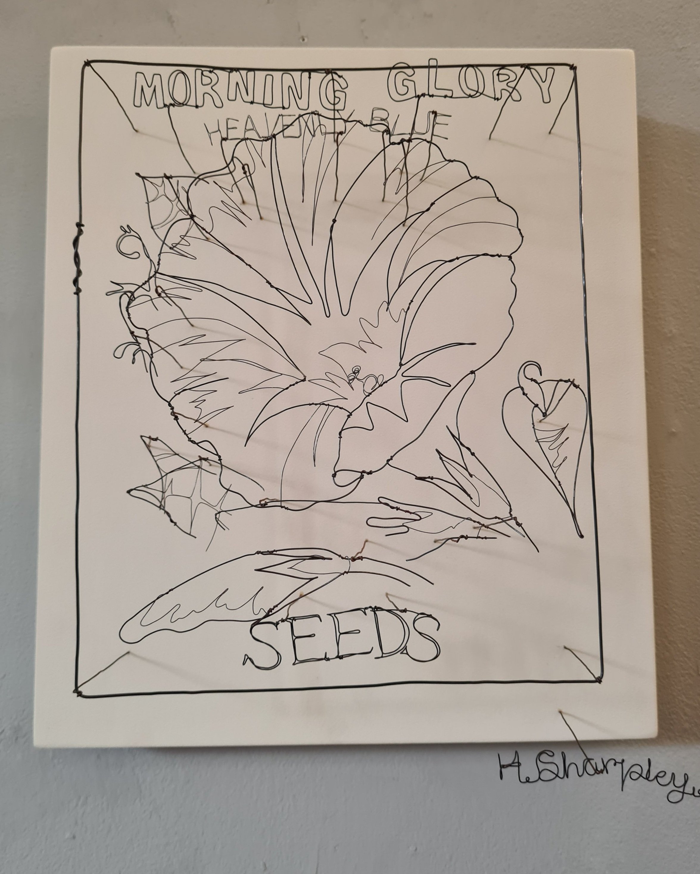 Helaina+Sharpley+Morning+Glory+%286%29.jpg