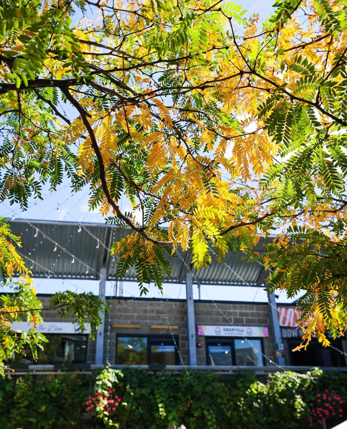 🍂✨ Experience the magic of fall at Bow before it is too late! Come by this weekend to savor the season around our courtyard 🍂✨