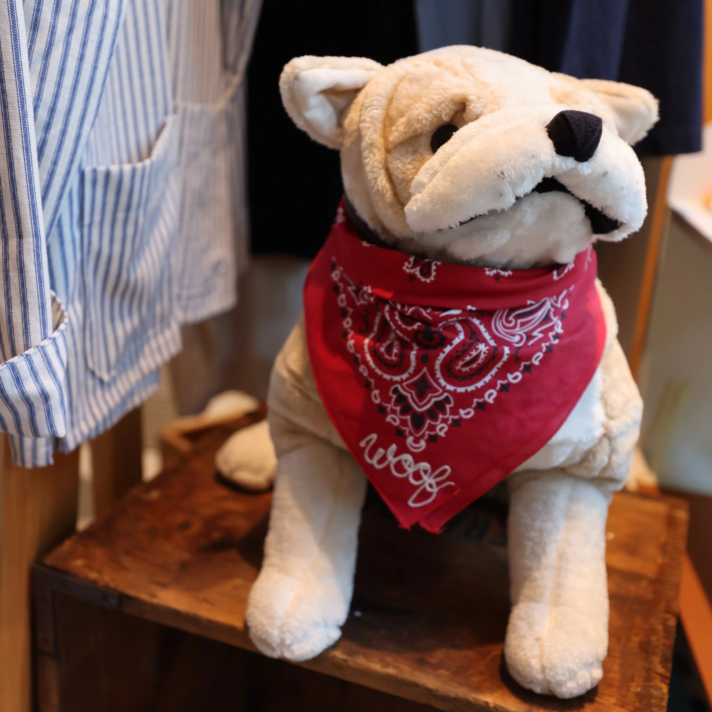 Treat your furry friend 