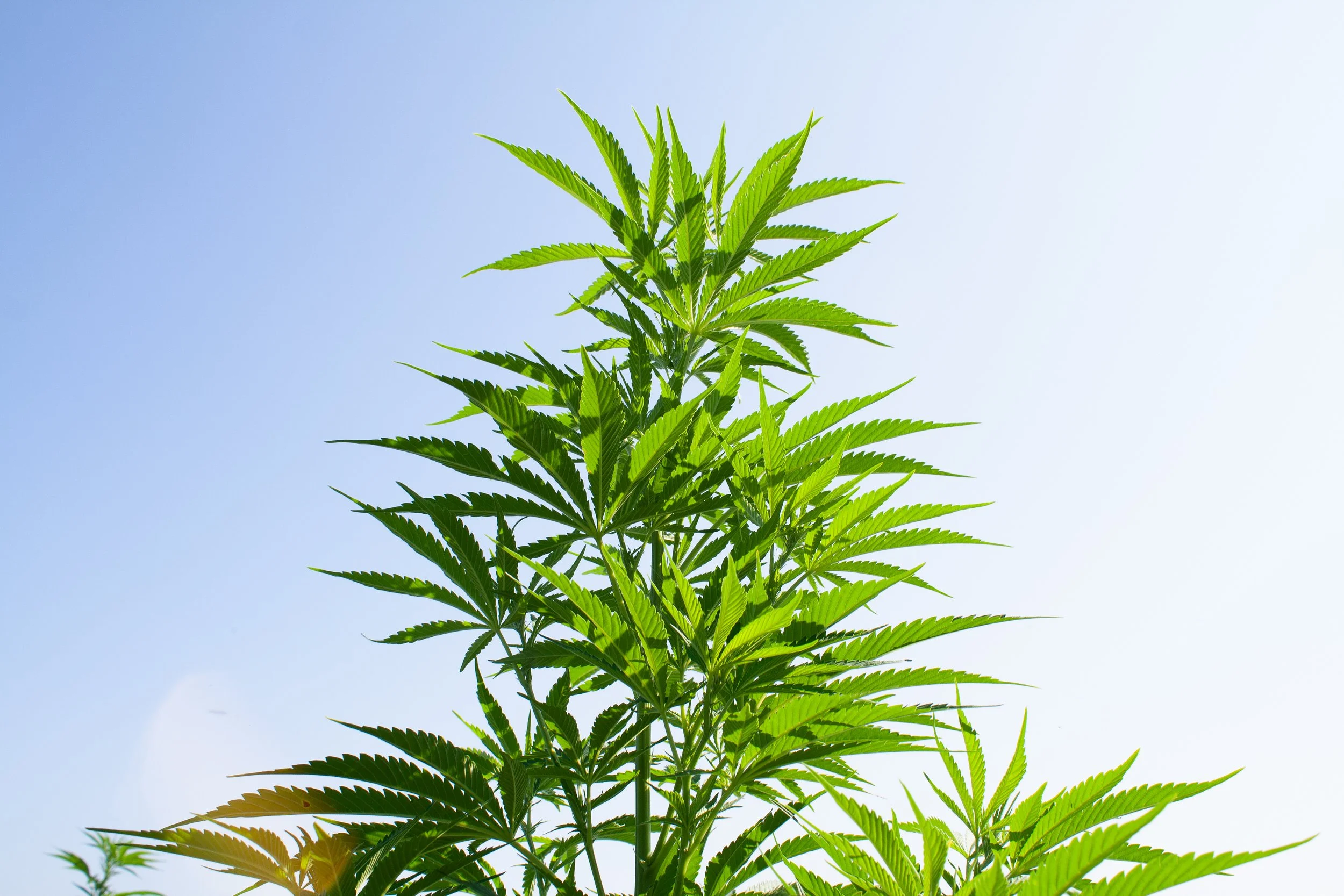 Learning As We Grow: A Look at Innovative Cannabis Growing Techniques