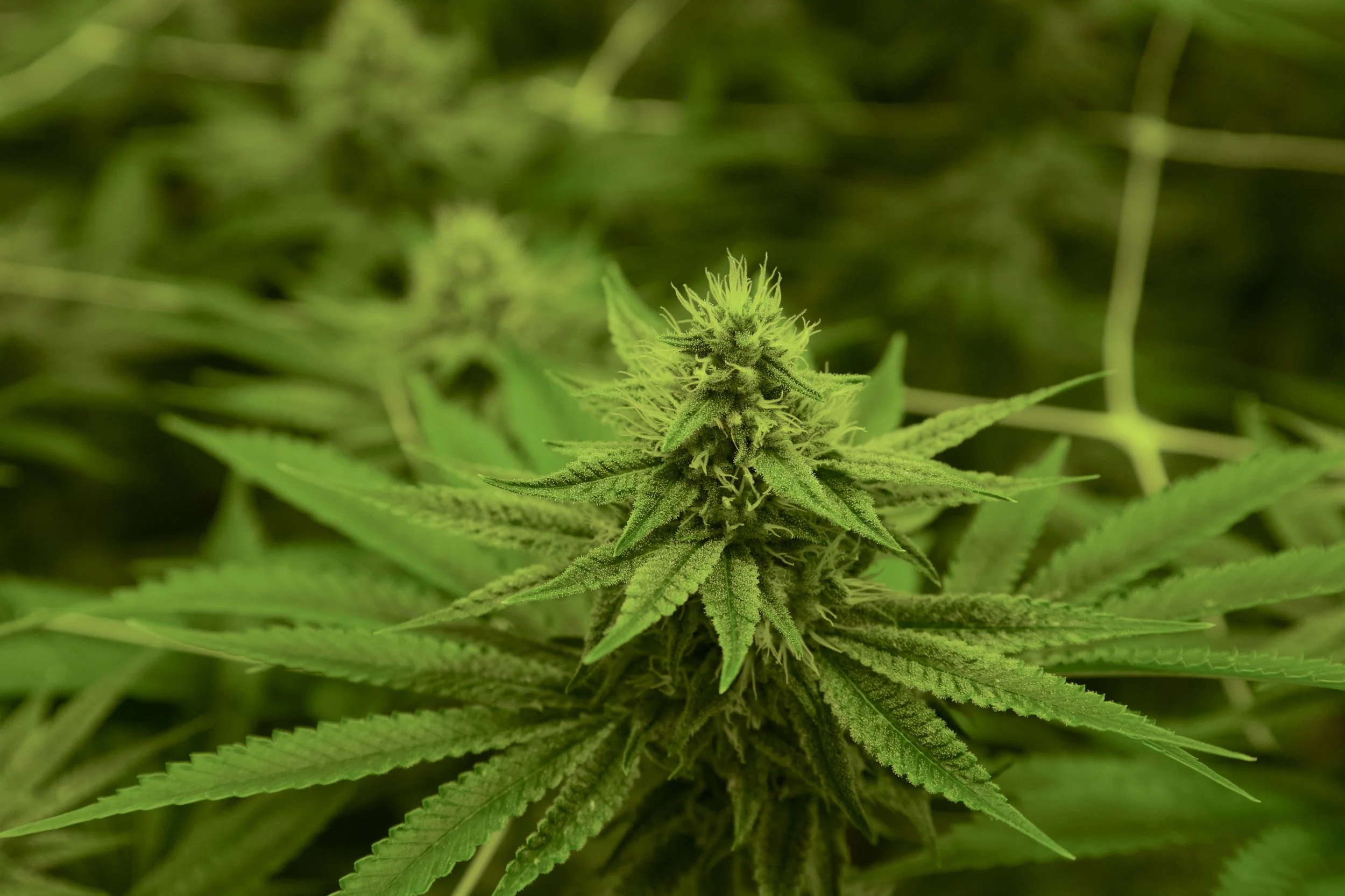 Sativa vs. Indica The big debate