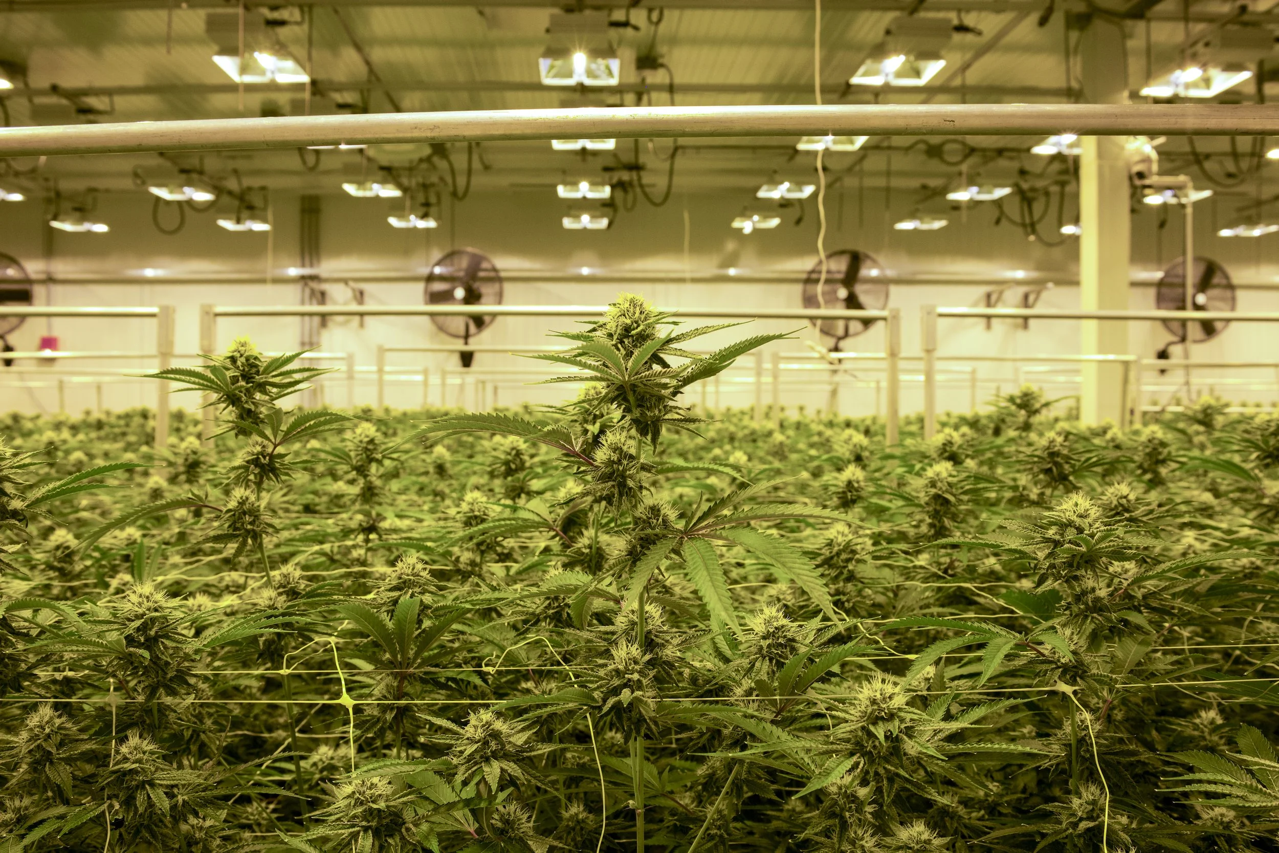 Outdoor &amp; Greenhouse Growing