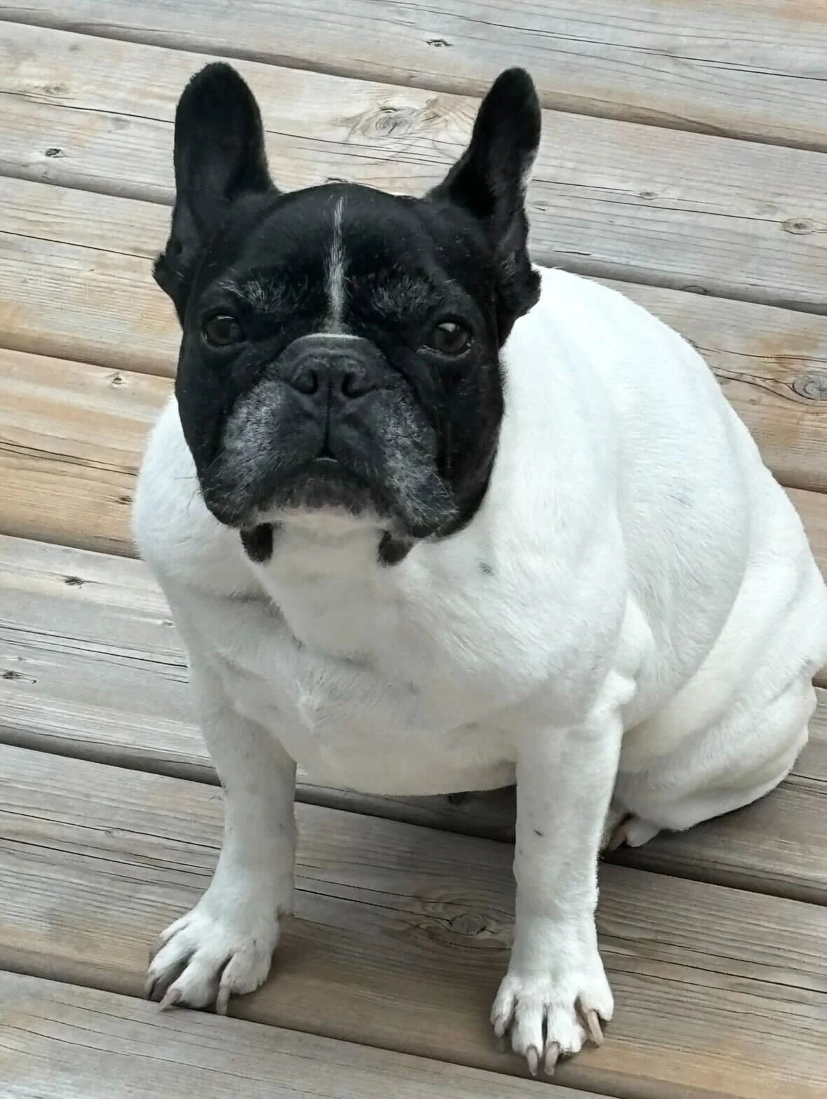 Paisley, a gorgeous little bulldog