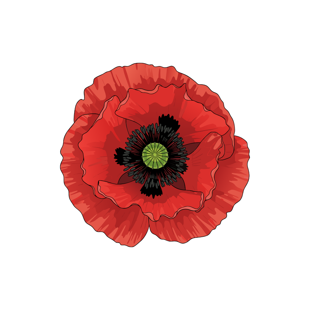 Illustration of a red poppy flower with black and green center against a white background.