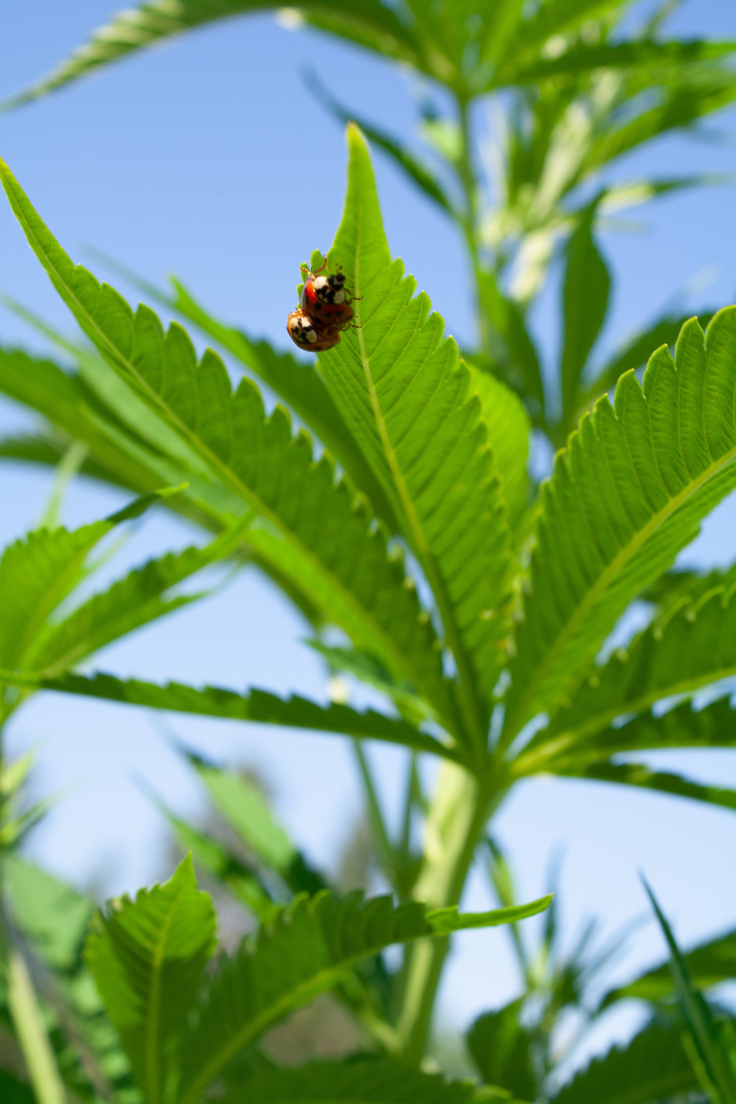Ladybug friends sitting on a cannabis leaf, working hard to protect the cannabis plants at Divvy Cannabis Co., in Concord ON., farms safe from aphids.