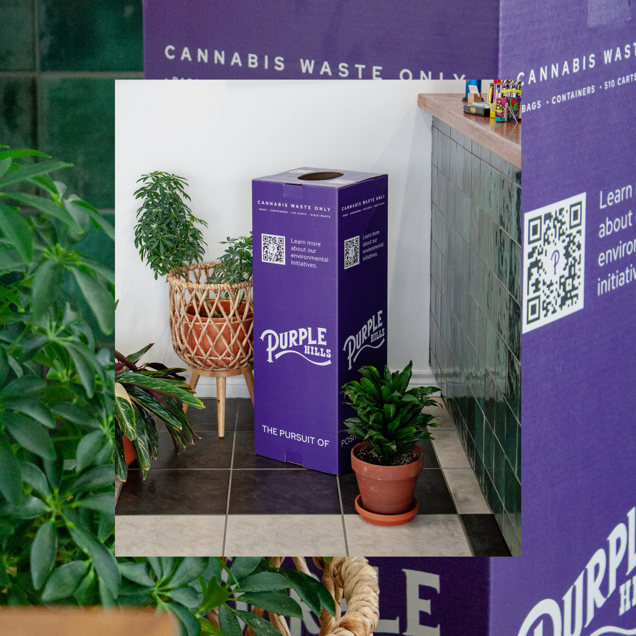 A photo of a tall, purple cardboard recycling box, with Purple Hill's logo on it. The bin is surrounded by plants and reads "cannabis waste only."