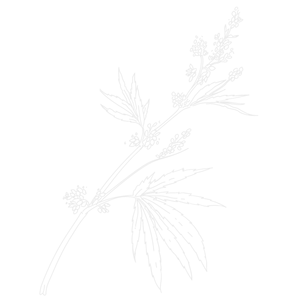 Hand-drawn botanical-style pencil sketch of a cannabis leaf and stem, in soft greyscale tones.