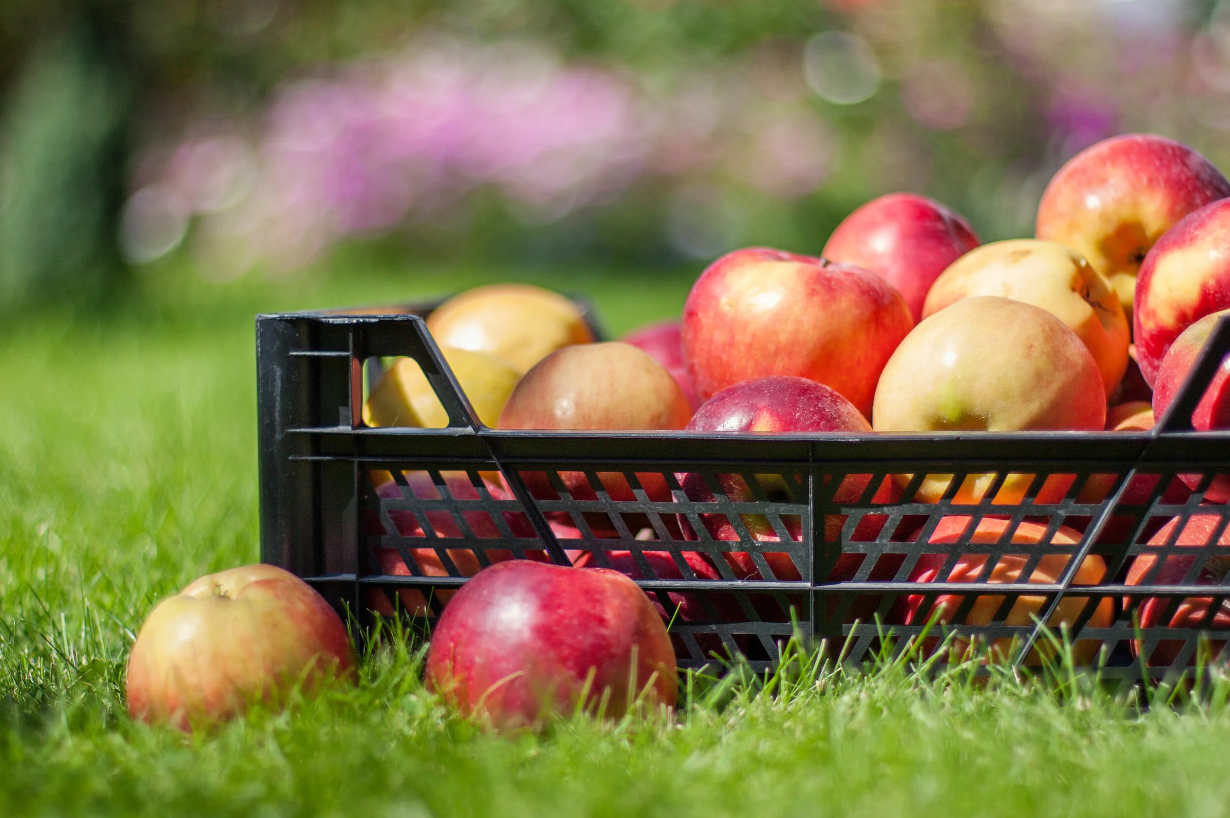 shutterstock_130852565 apple crate.jpg