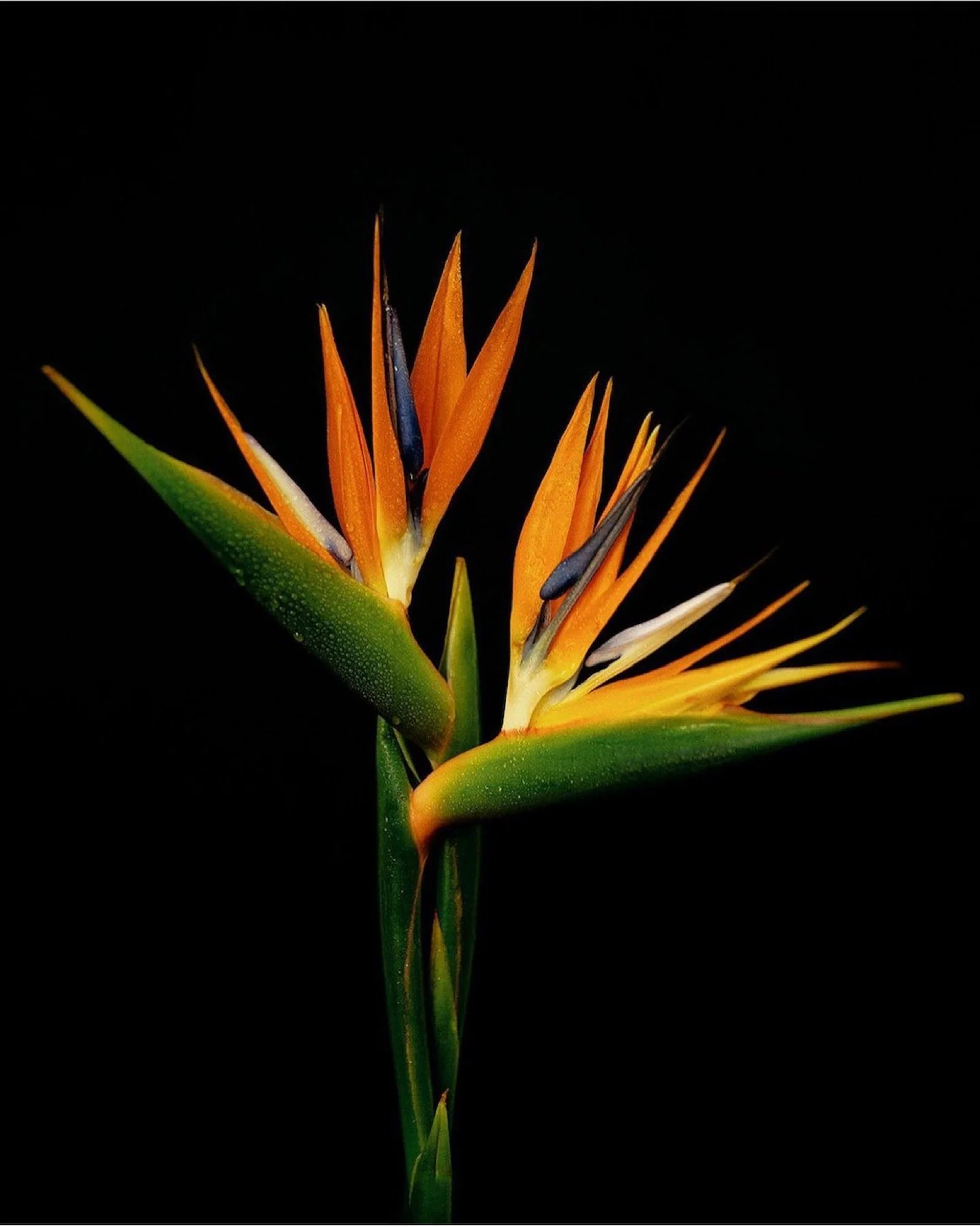 Bird of Paradise, 2020