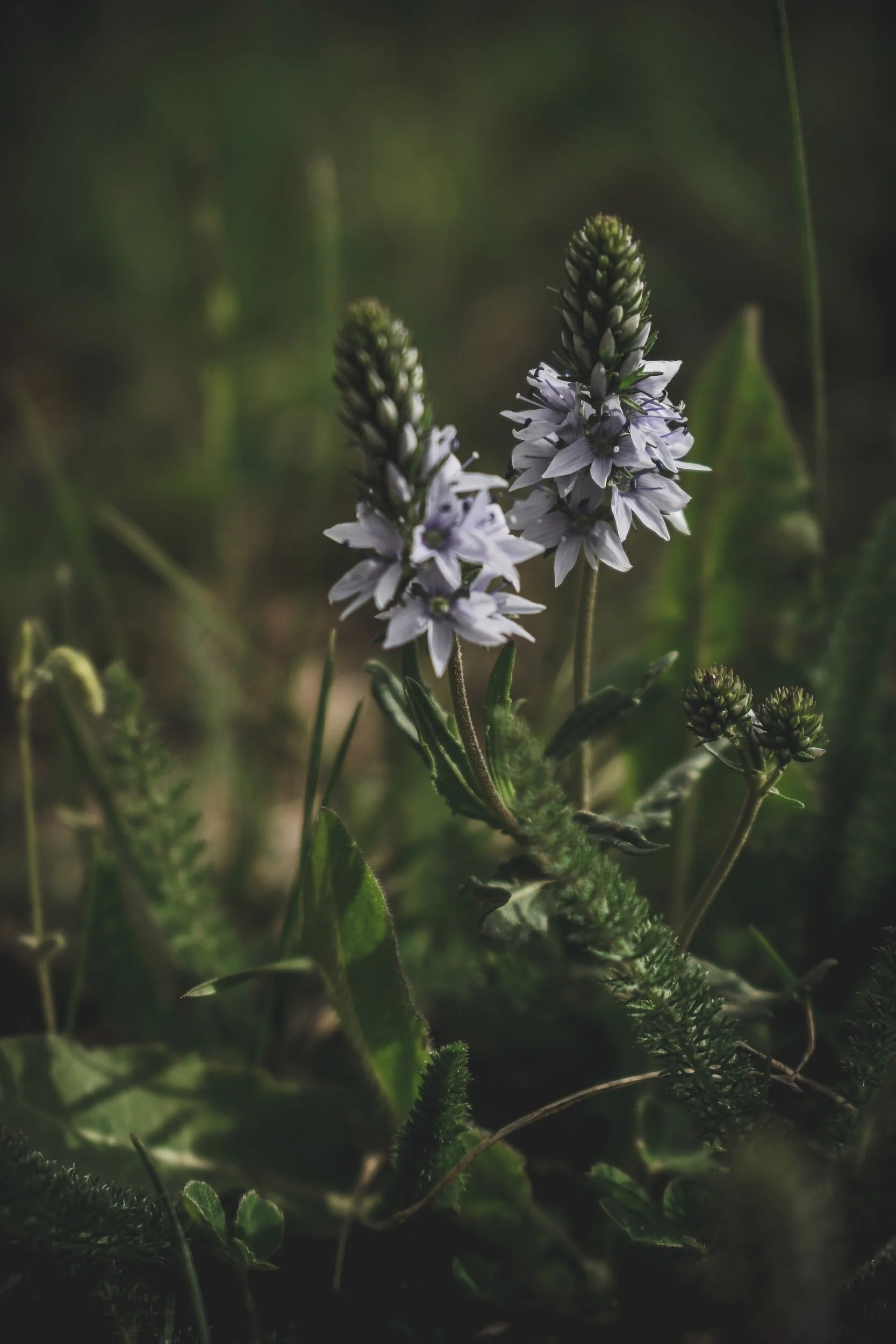 Starting a Major Gift Program