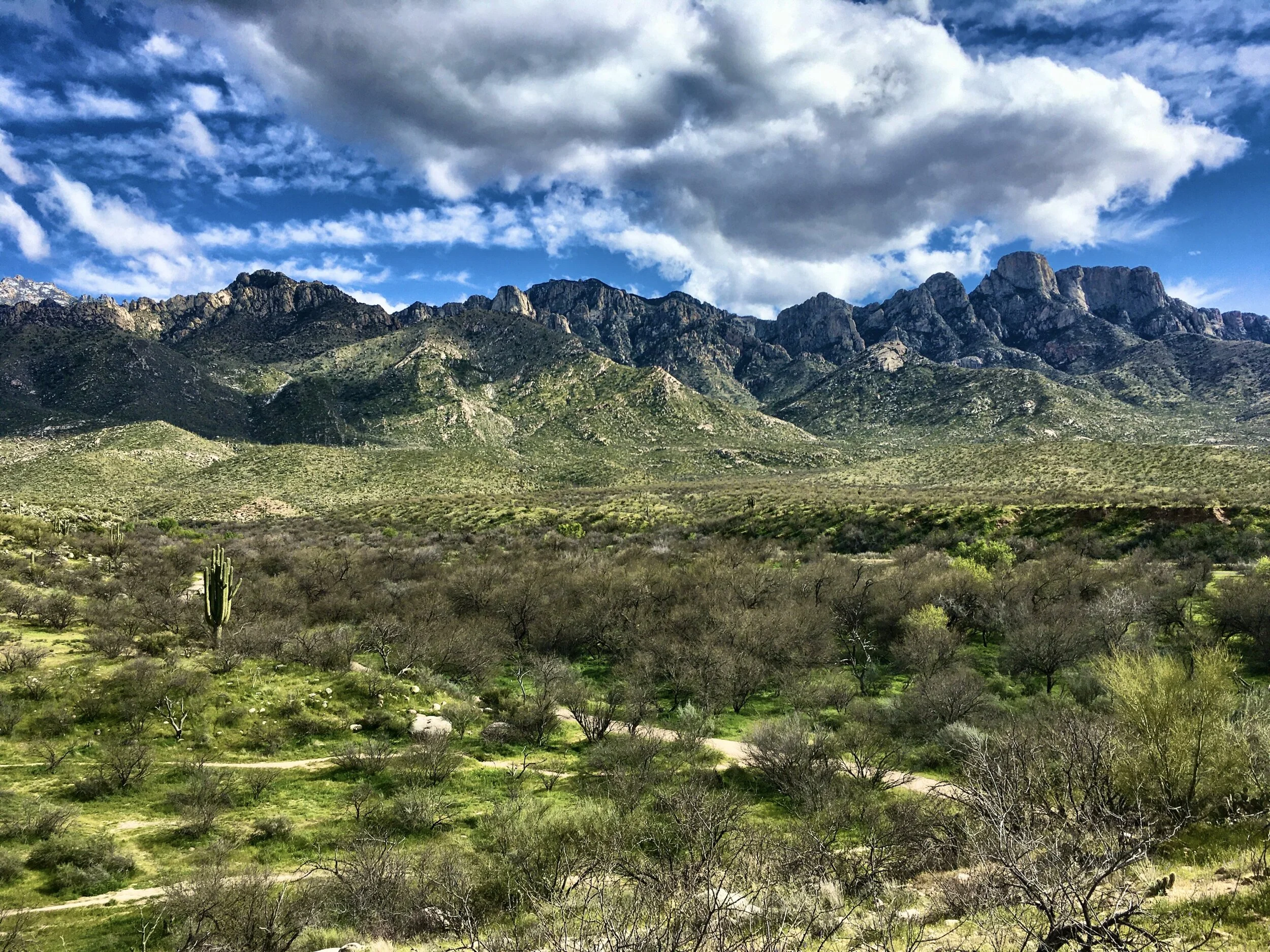 When the lockdowns hit in March, I was in the midst of a camping and riding trip in Arizona. Catalina State Park, Tucson, Arizona.