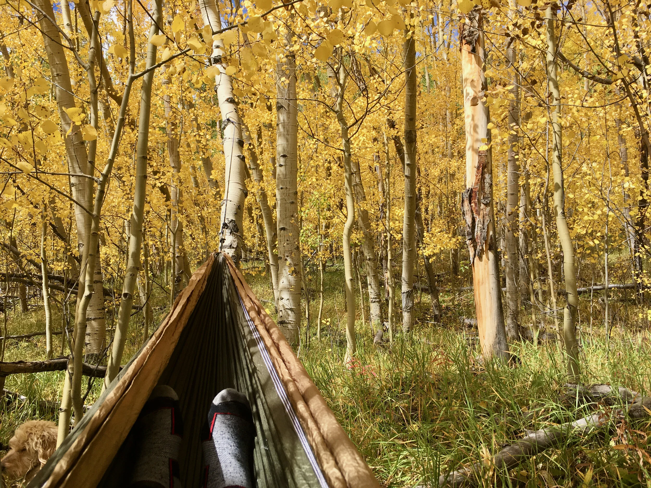 Beyond the Adventure: Forest Bathing in a Hammock