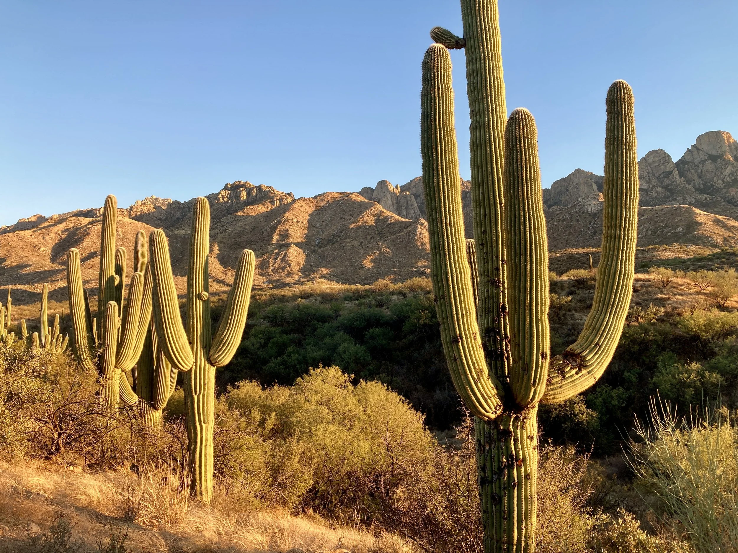 7 Top Tips for Tucson Van Life