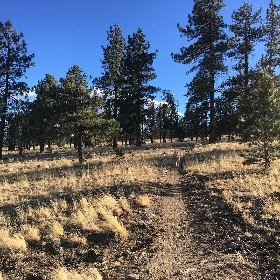 The Benefits of Walking on Your Lunch Hour