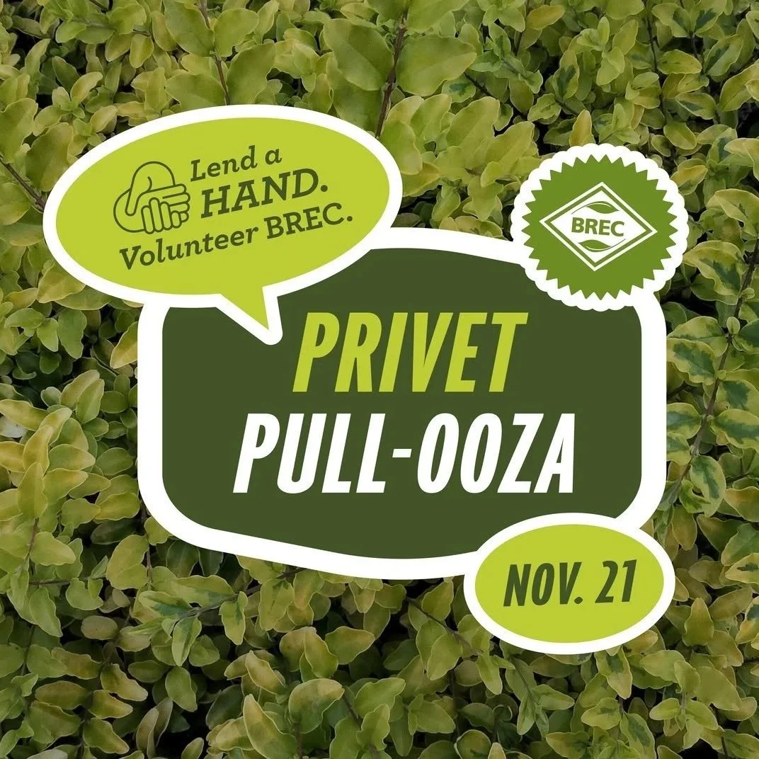 A sign promoting a plant fundraising event called Priivet PUll-ooza, scheduled for November 21, with a background of green leafy plants and a speech bubble that says "Lend a hand. Volunteer BREC."