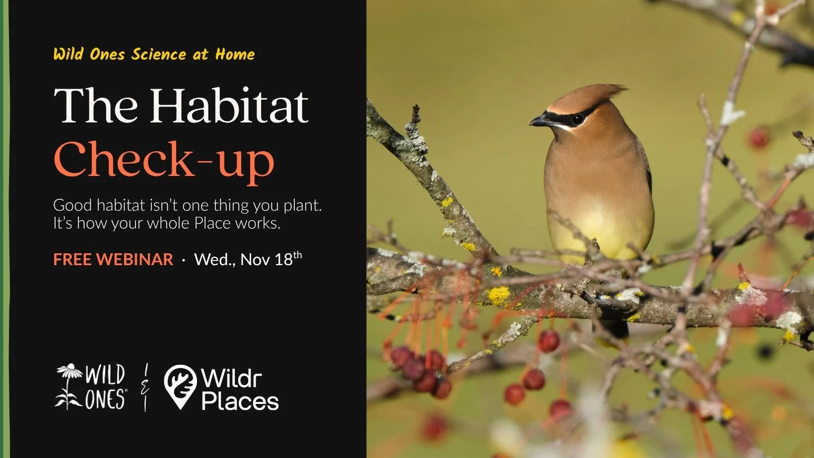 Promotional flyer for a free webinar titled 'The Habitat Check-up' featuring a brown bird perched on a branch with red berries on a green background, emphasizing habitat health and conservation.