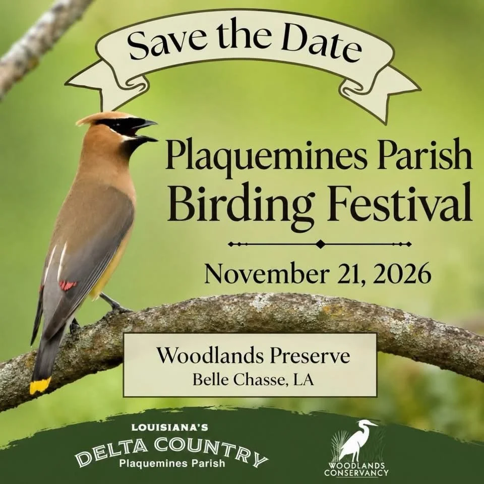 Save the Date graphic for the Plaquemines Parish Birding Festival on November 21, 2026, at Woodlands Preserve in Belle Chasse, Louisiana, featuring a cedar waxwing perched on a branch.