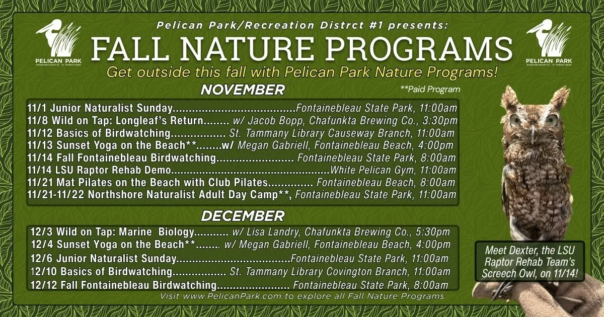 Flyer for Pelican Park's Fall Nature Programs featuring events in November and December, including birdwatching, yoga on the beach, and naturalist activities, with an image of a Screech Owl.