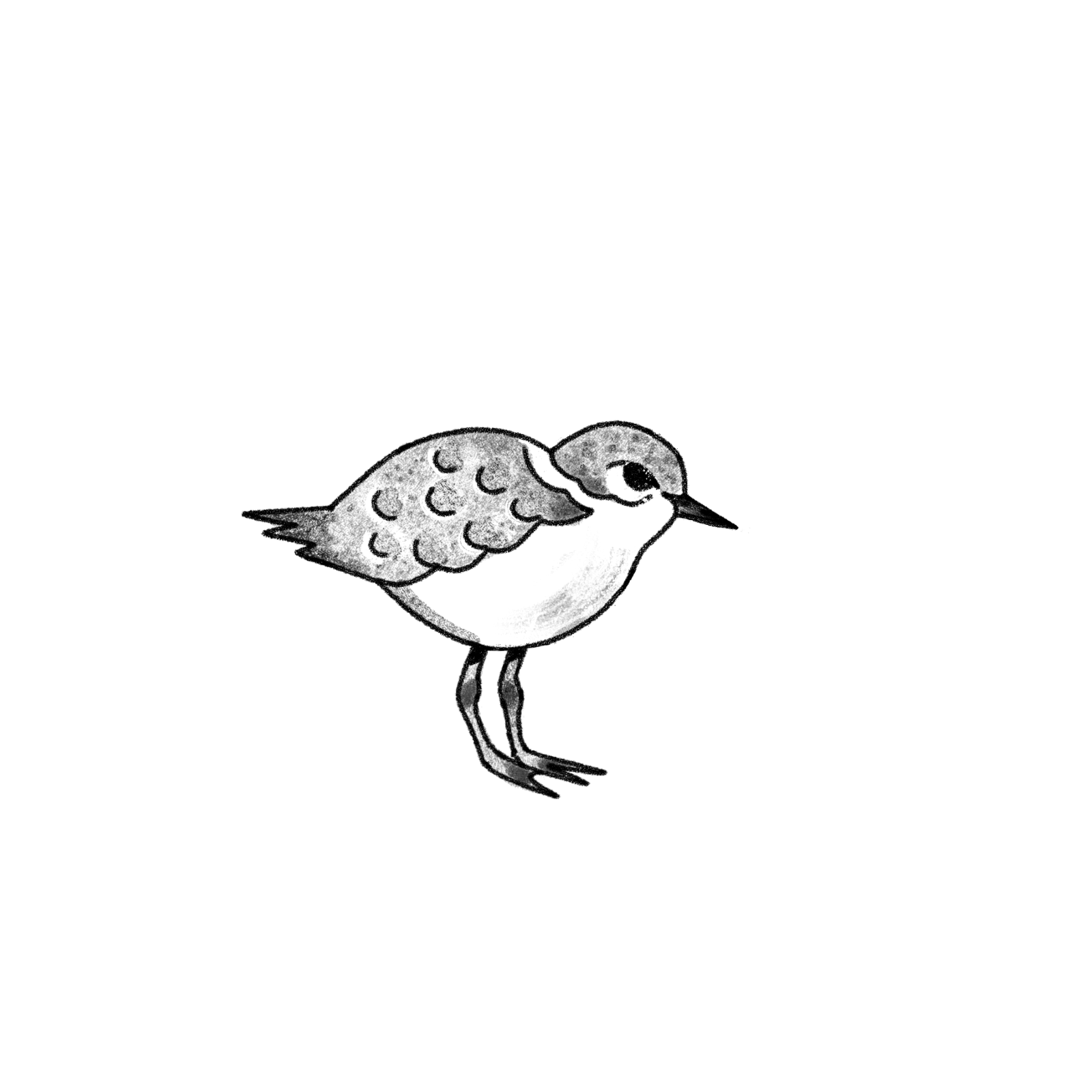 Illustration for Basecamp Manzanita