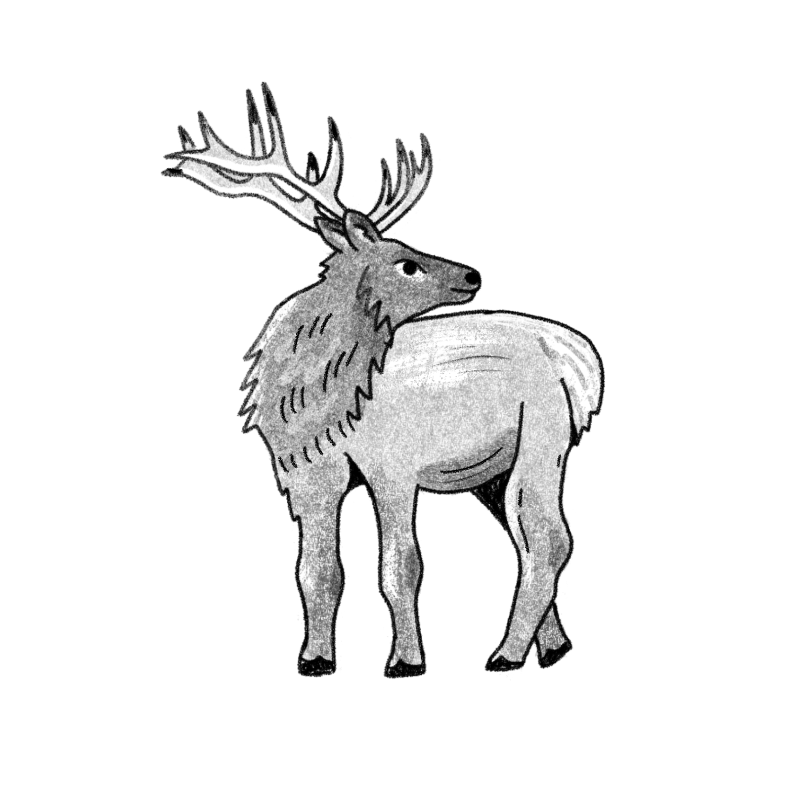 Illustration for Basecamp Manzanita