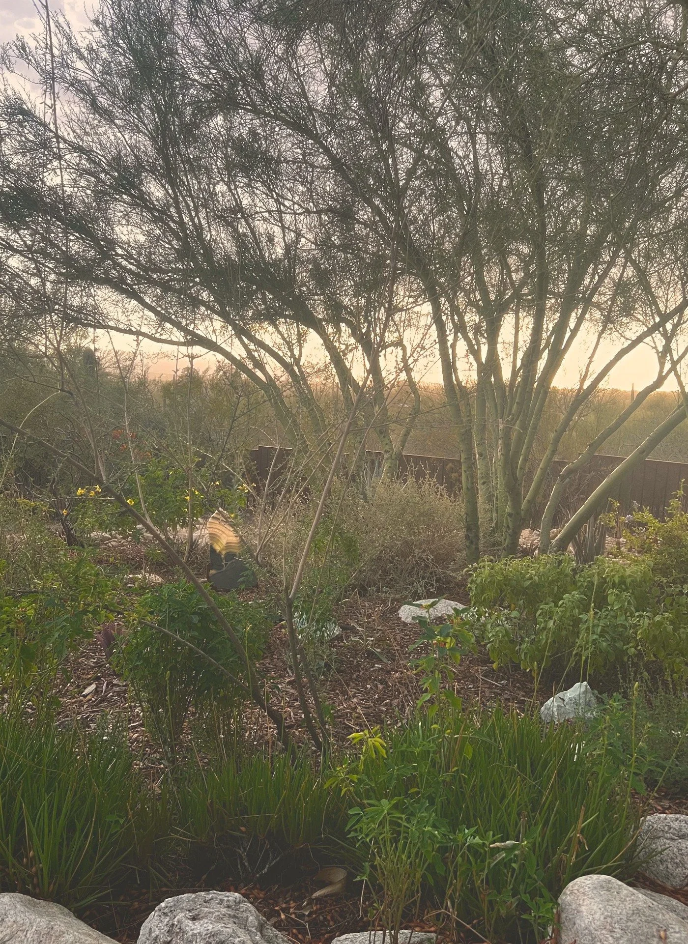 A garden scene at sunset with trees, green plants, rocks, and a wooden fence in the background.