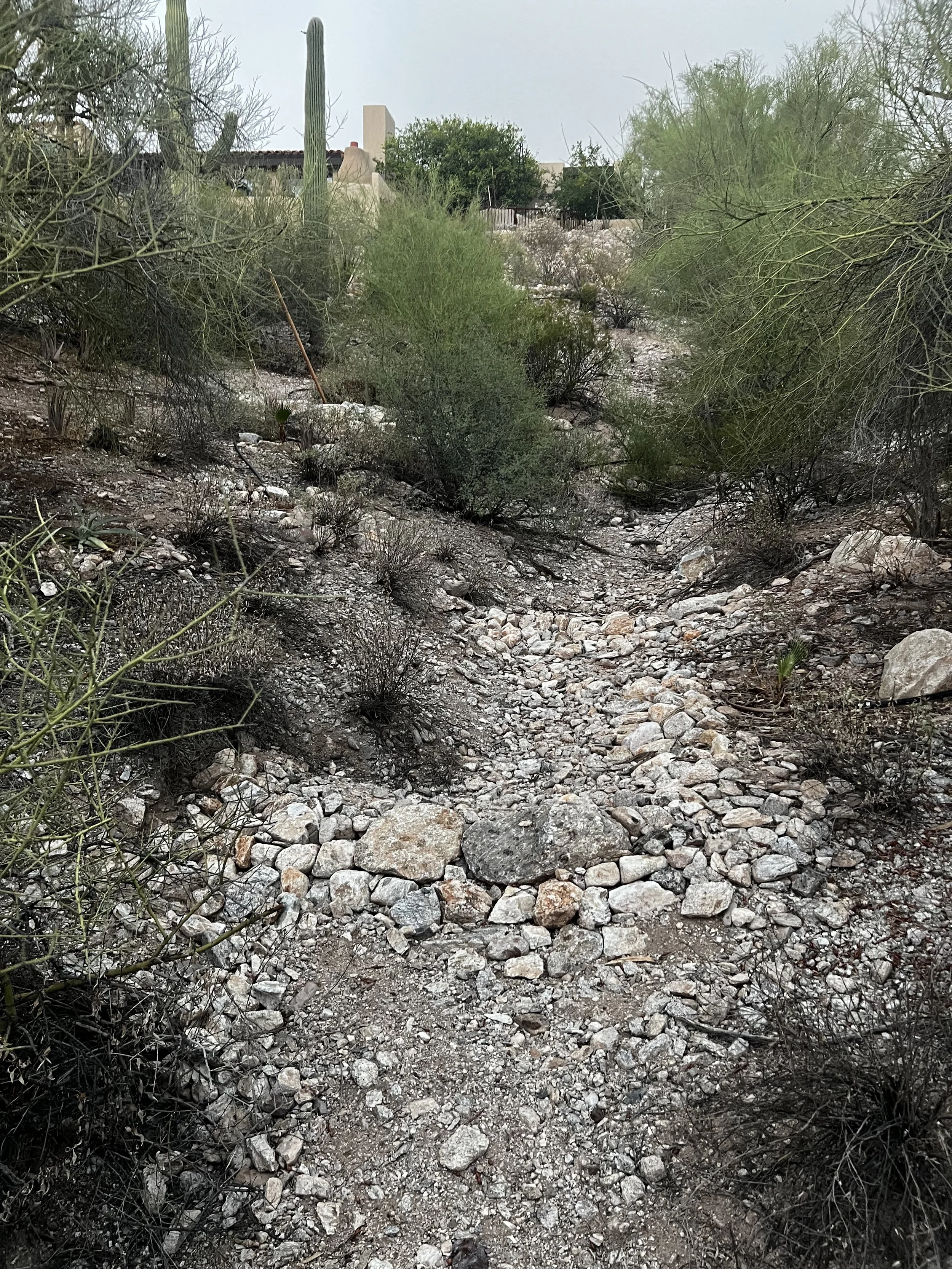 A desert landscape with a dry, rocky trail surrounded by sparse desert shrubs and vegetation, and tall cacti in the background.
