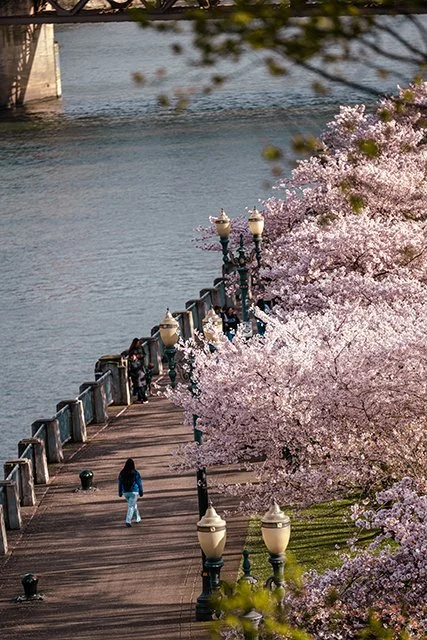 Blossoms_PDX_2026_03-1_small.jpg