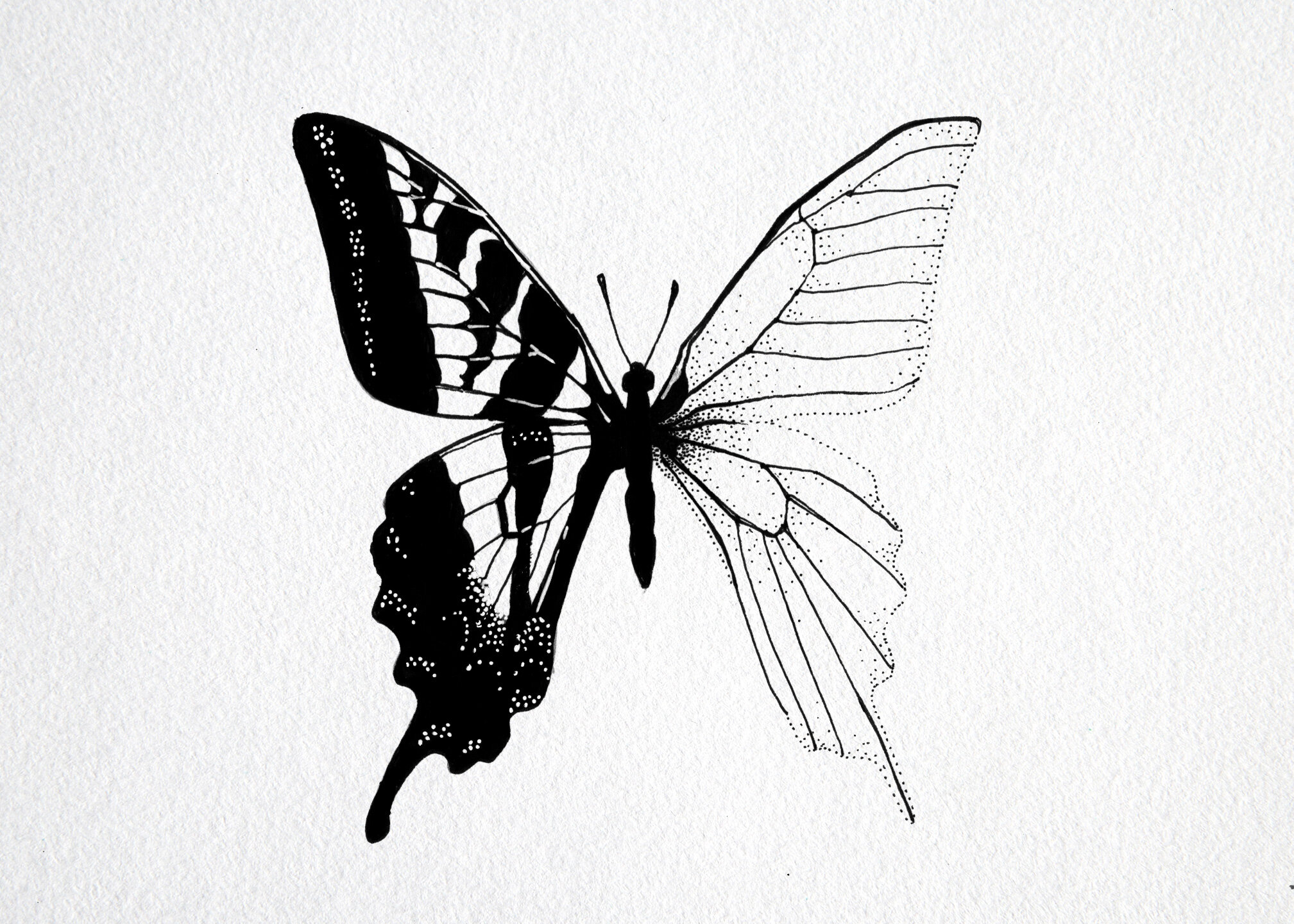 2019-Skeleton-Butterfly.jpg