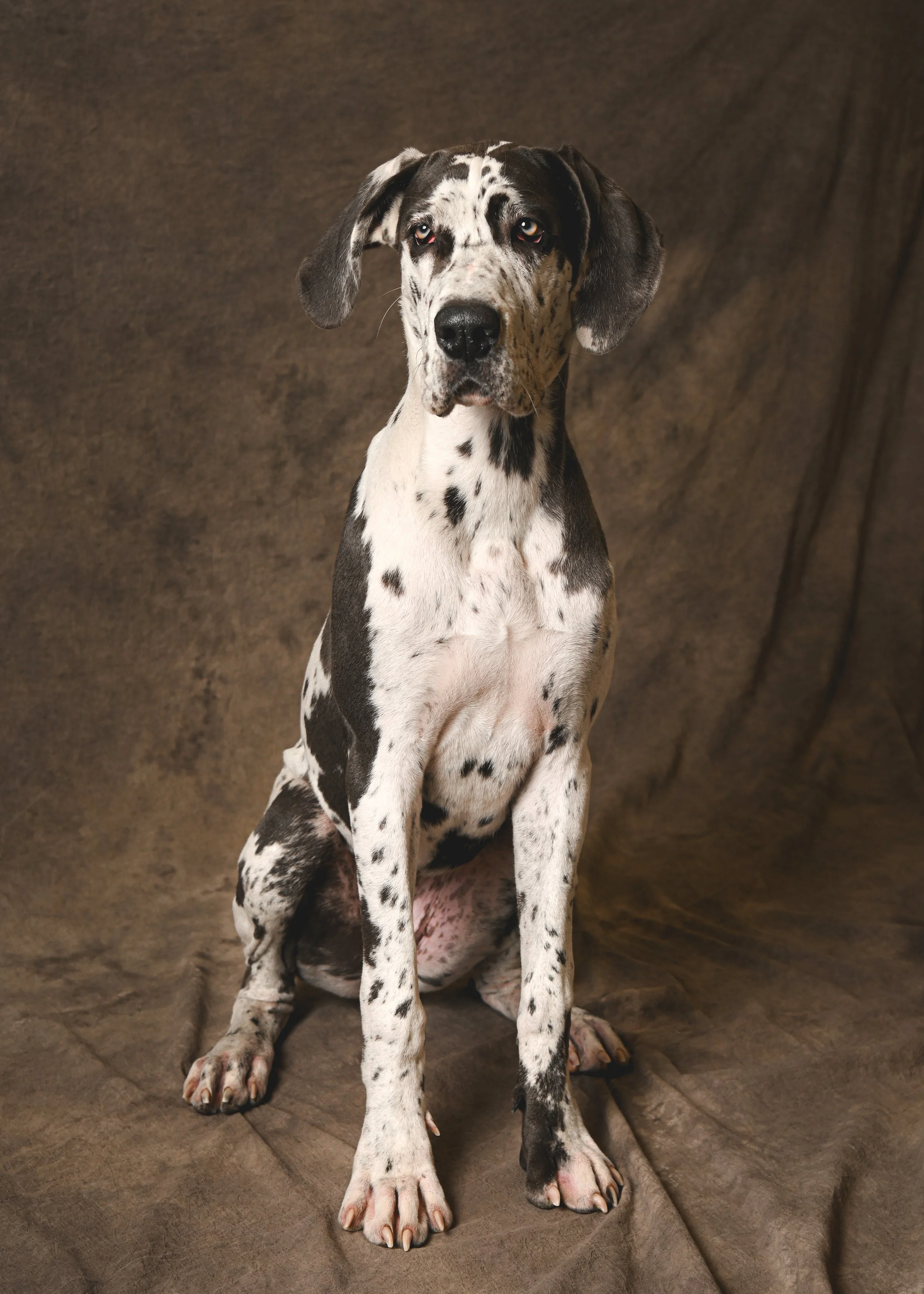 Pet Portrait Studio