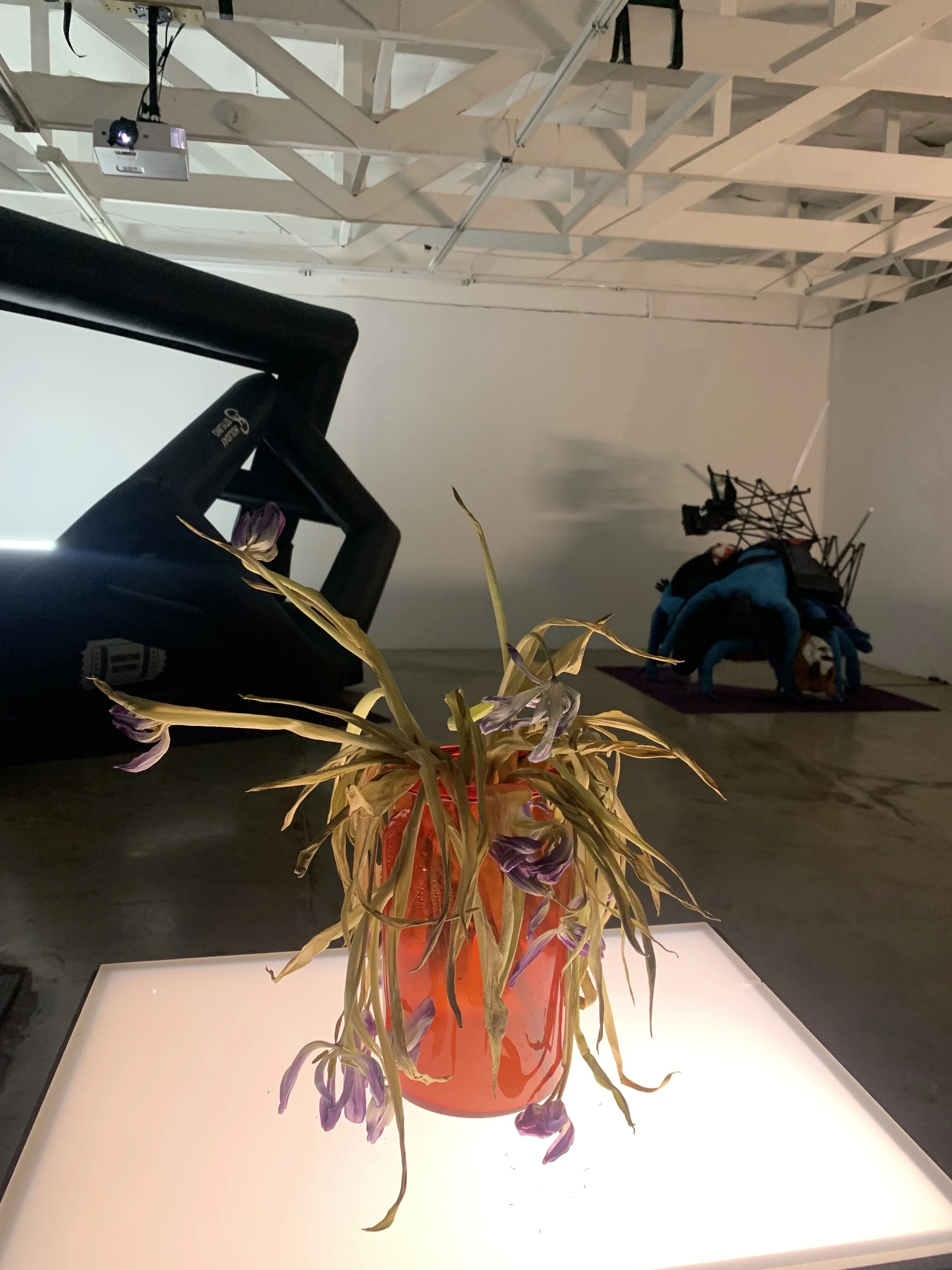 Nocturne (2024) shown at Gattopardo, Glendale, CA